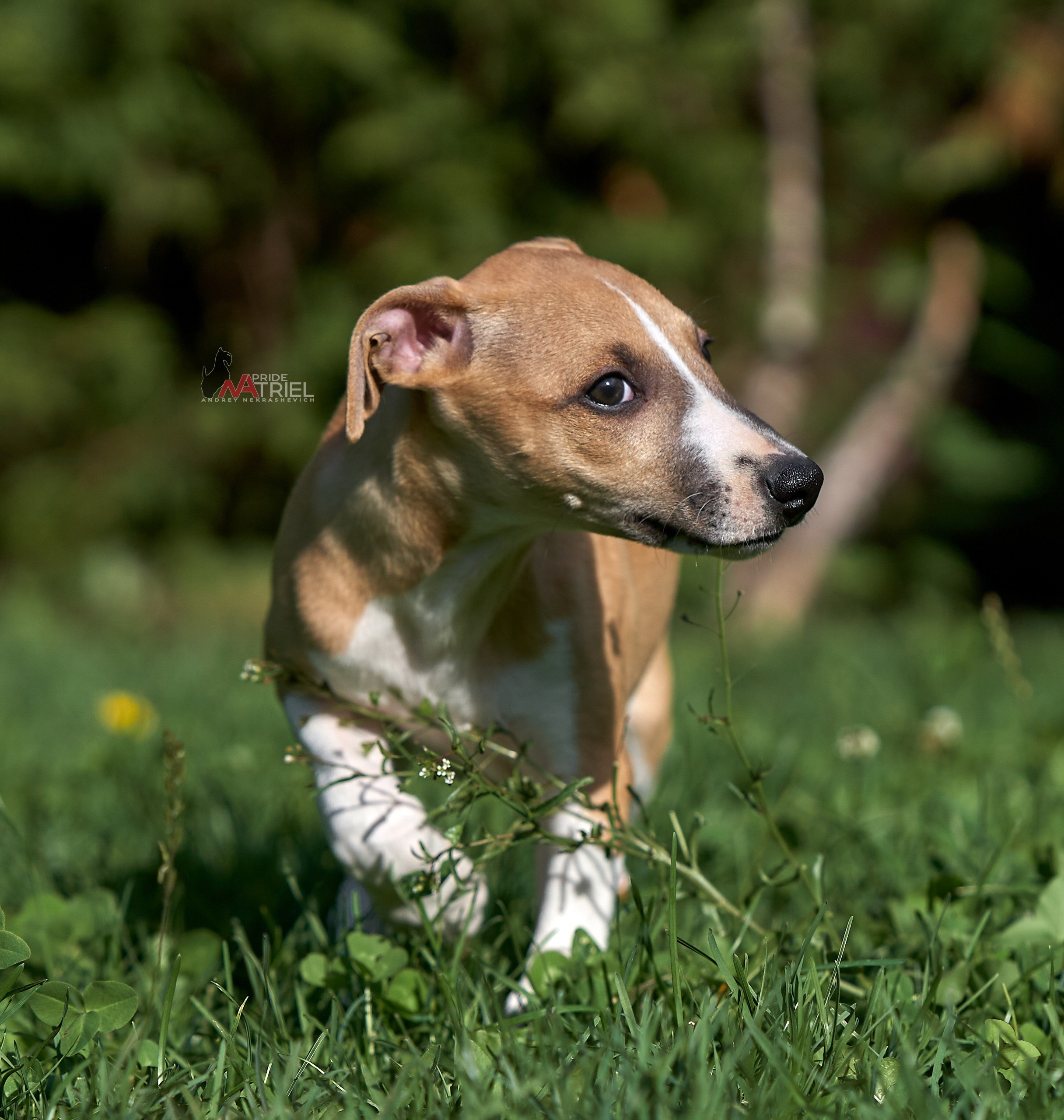 Щенки на прогулке — галерея NATRIEL