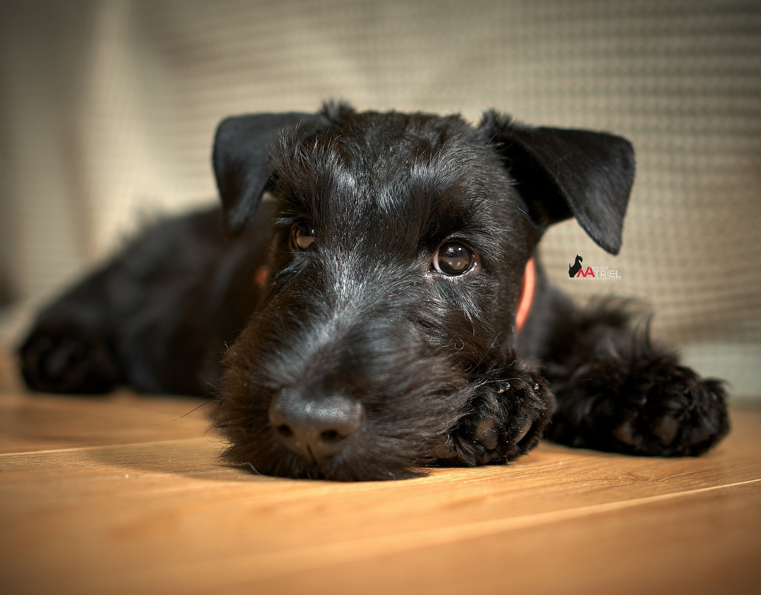 Щенки дома — галерея NATRIEL