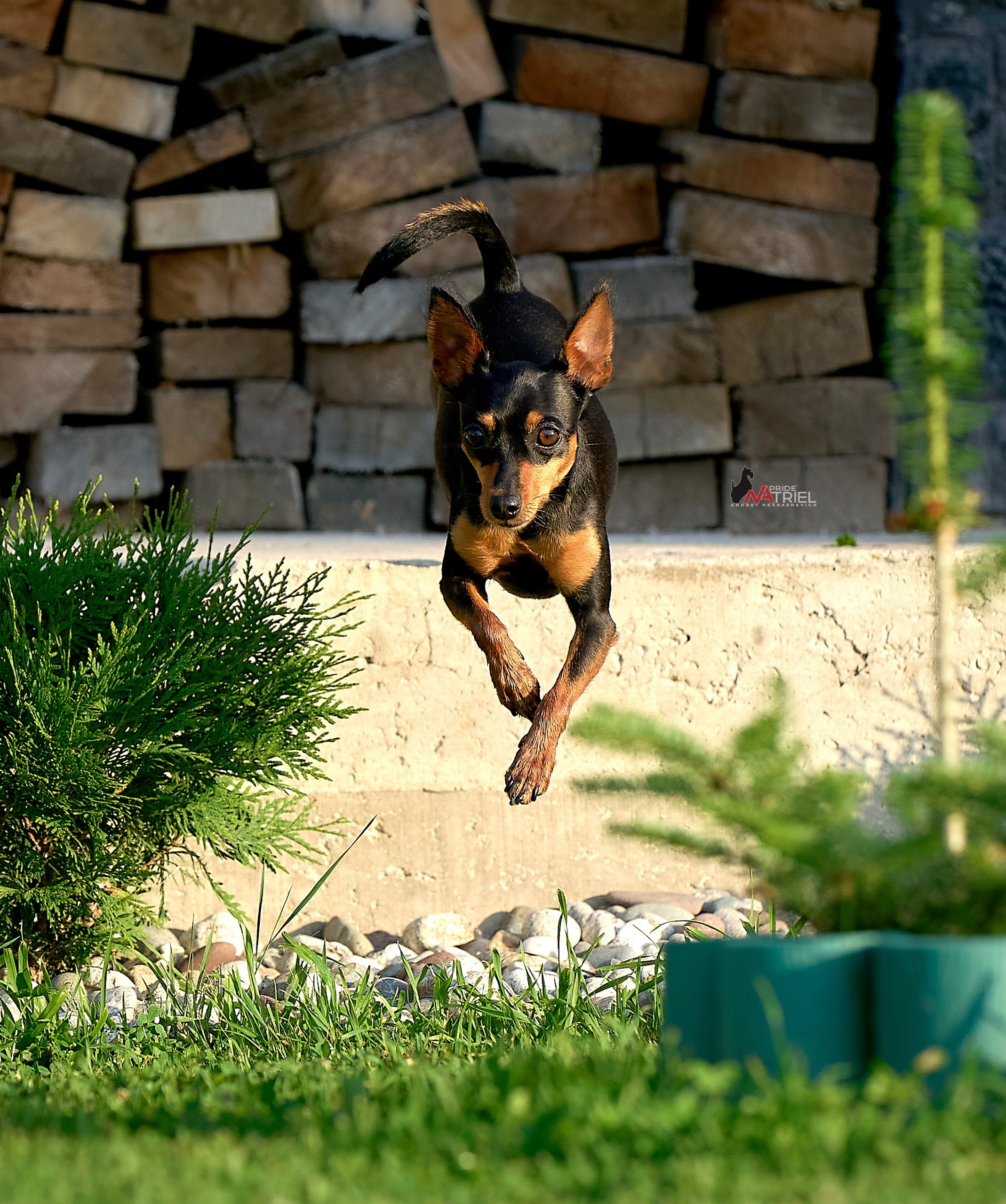 Прогулка в движении — галерея NATRIEL