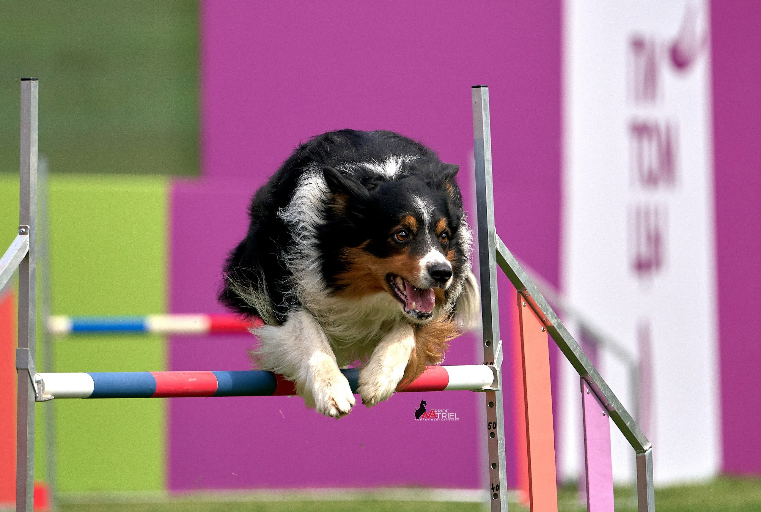 Аджилити — галерея NATRIEL