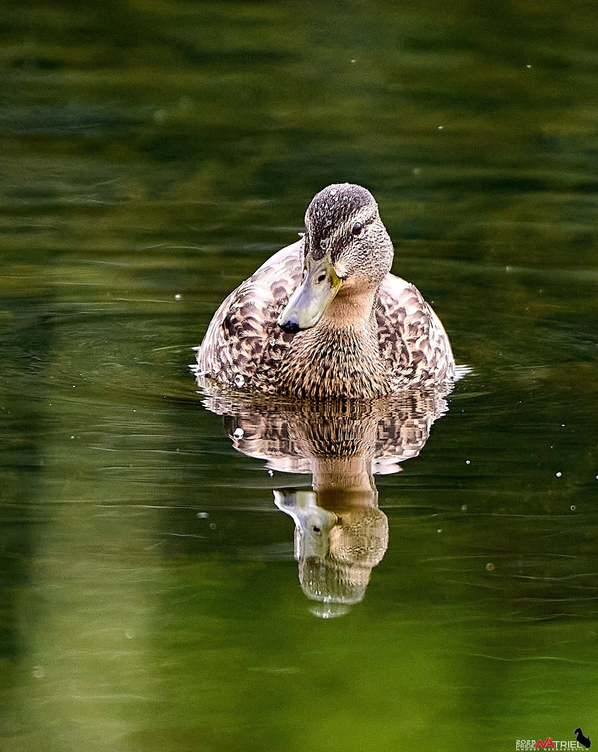 Утки на пруду
