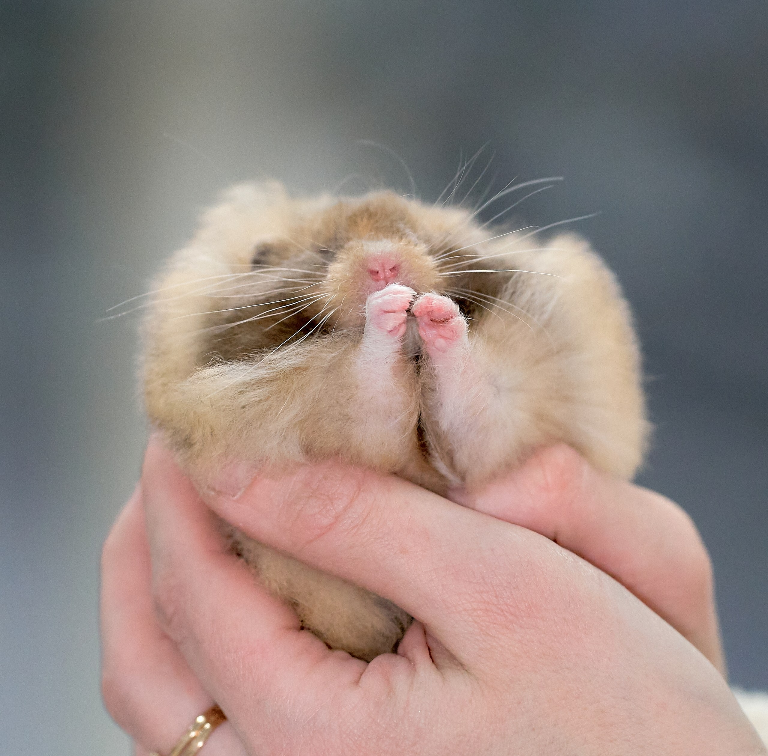 Животные — галерея NATRIEL