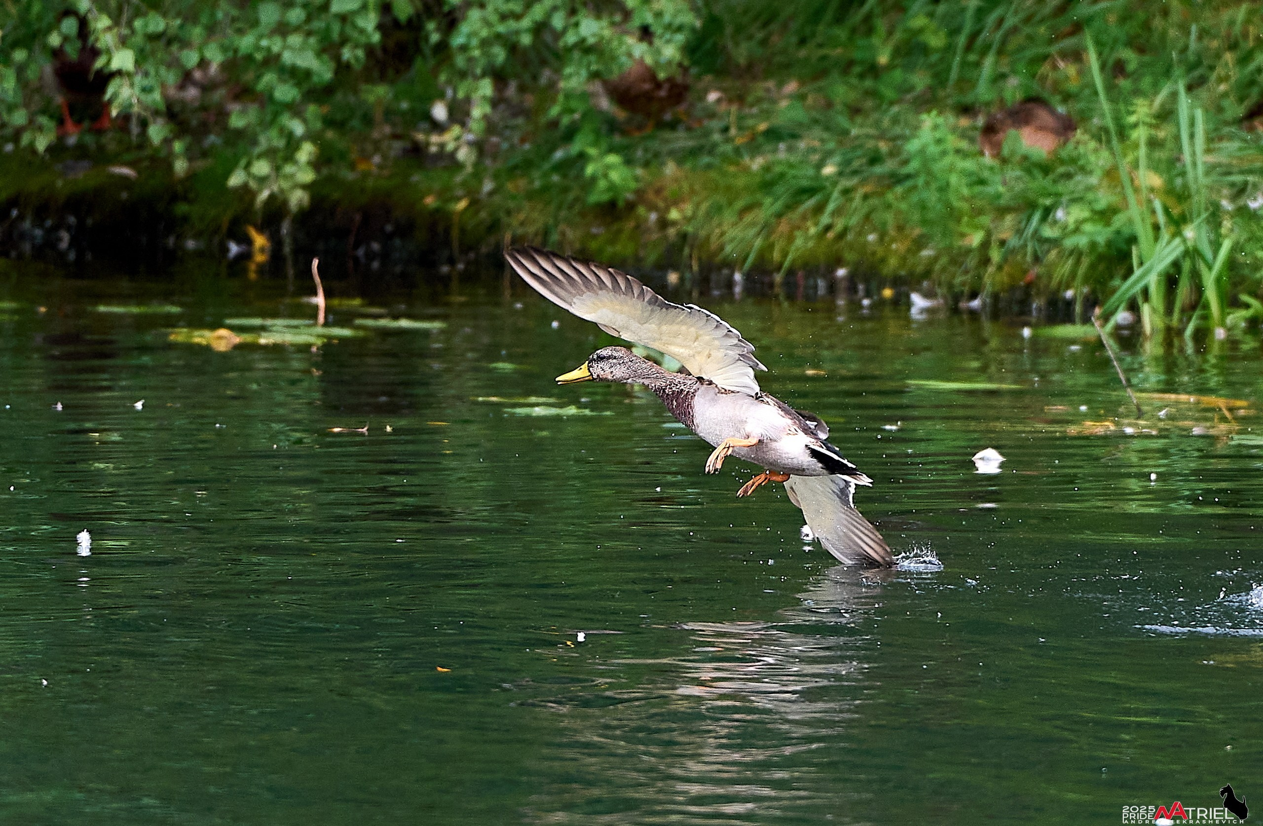 Утки на пруду