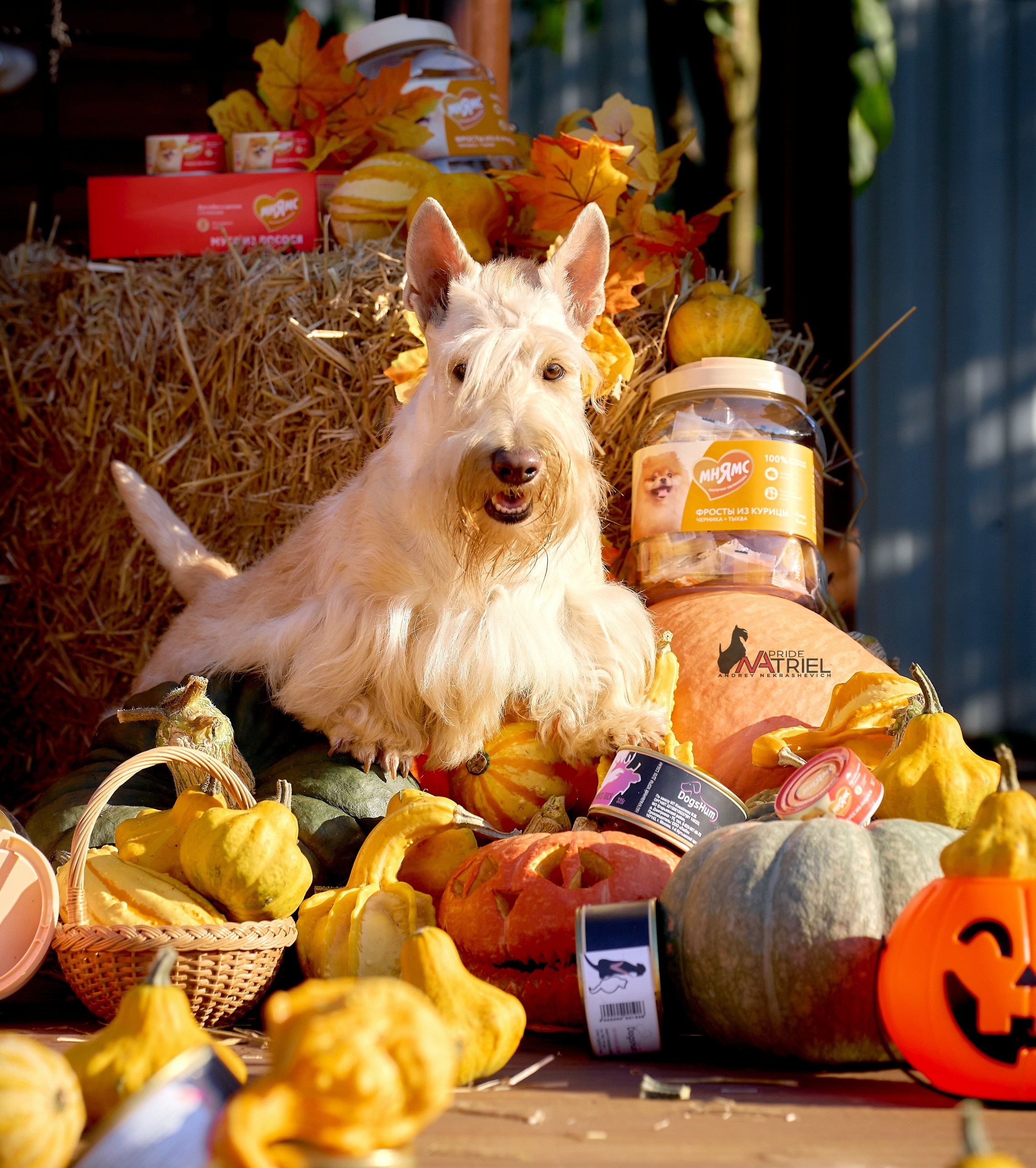 Реклама с животными — галерея NATRIEL