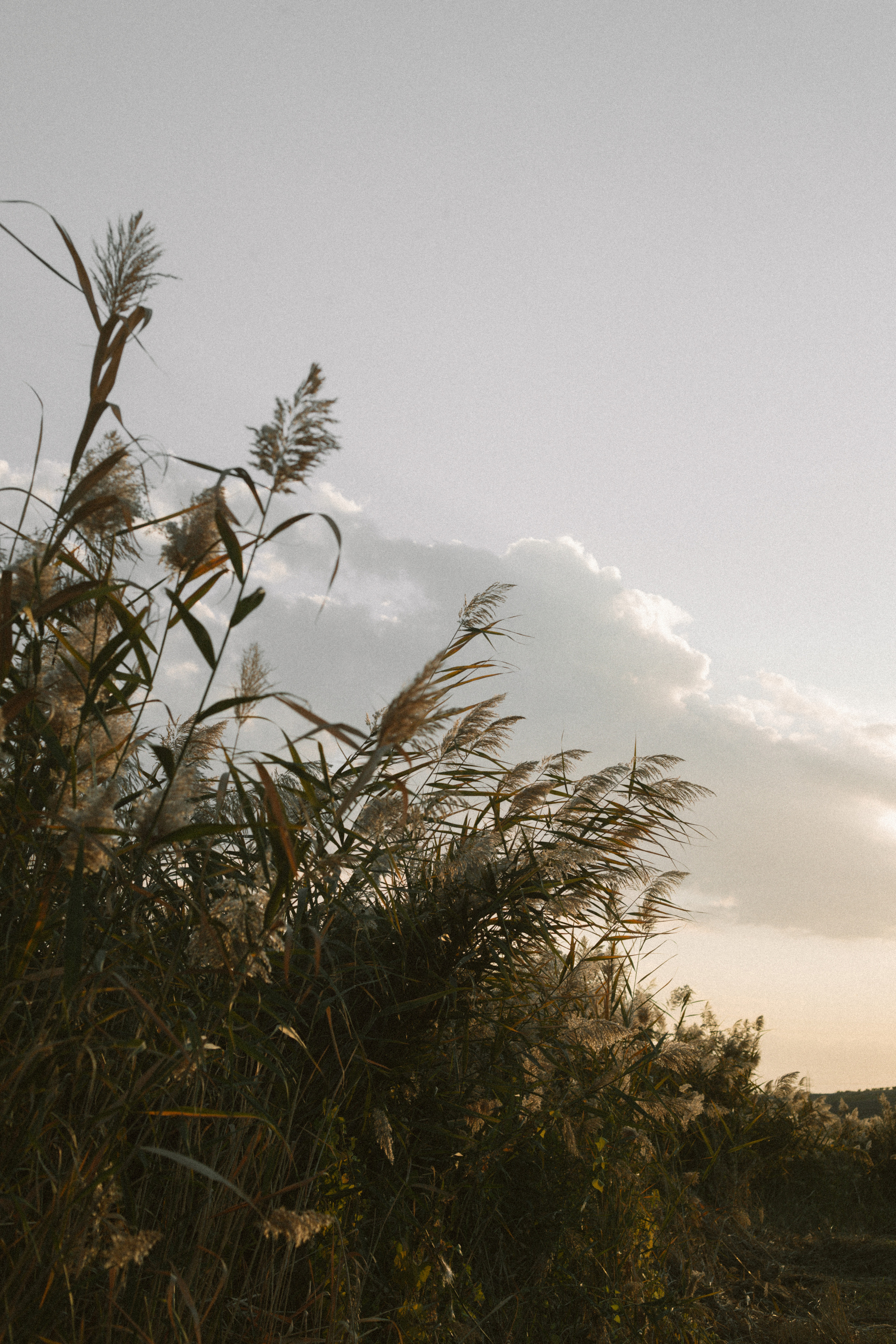 Лара. Главная