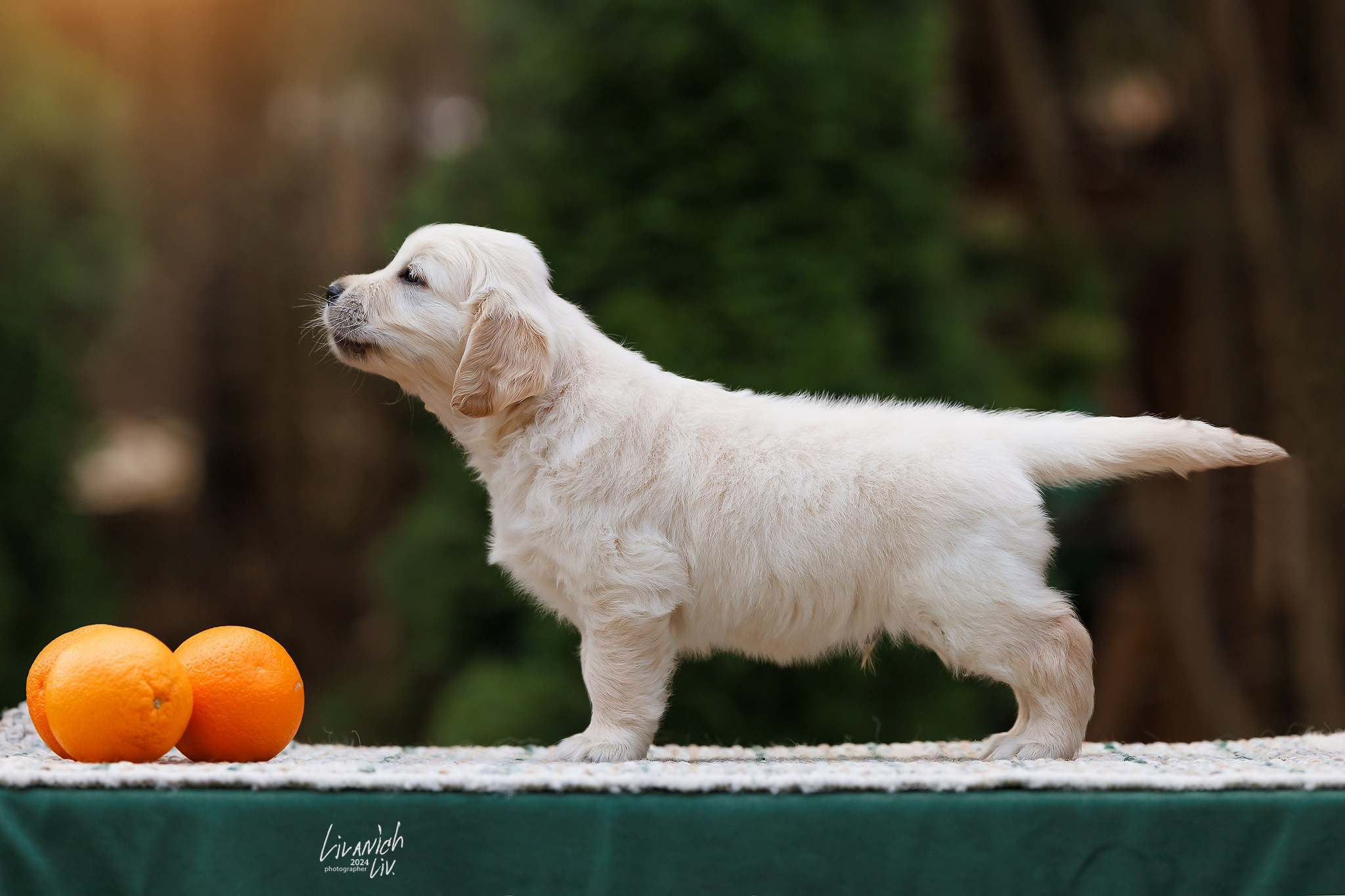 Щенки. Фотограф для вашей собаки