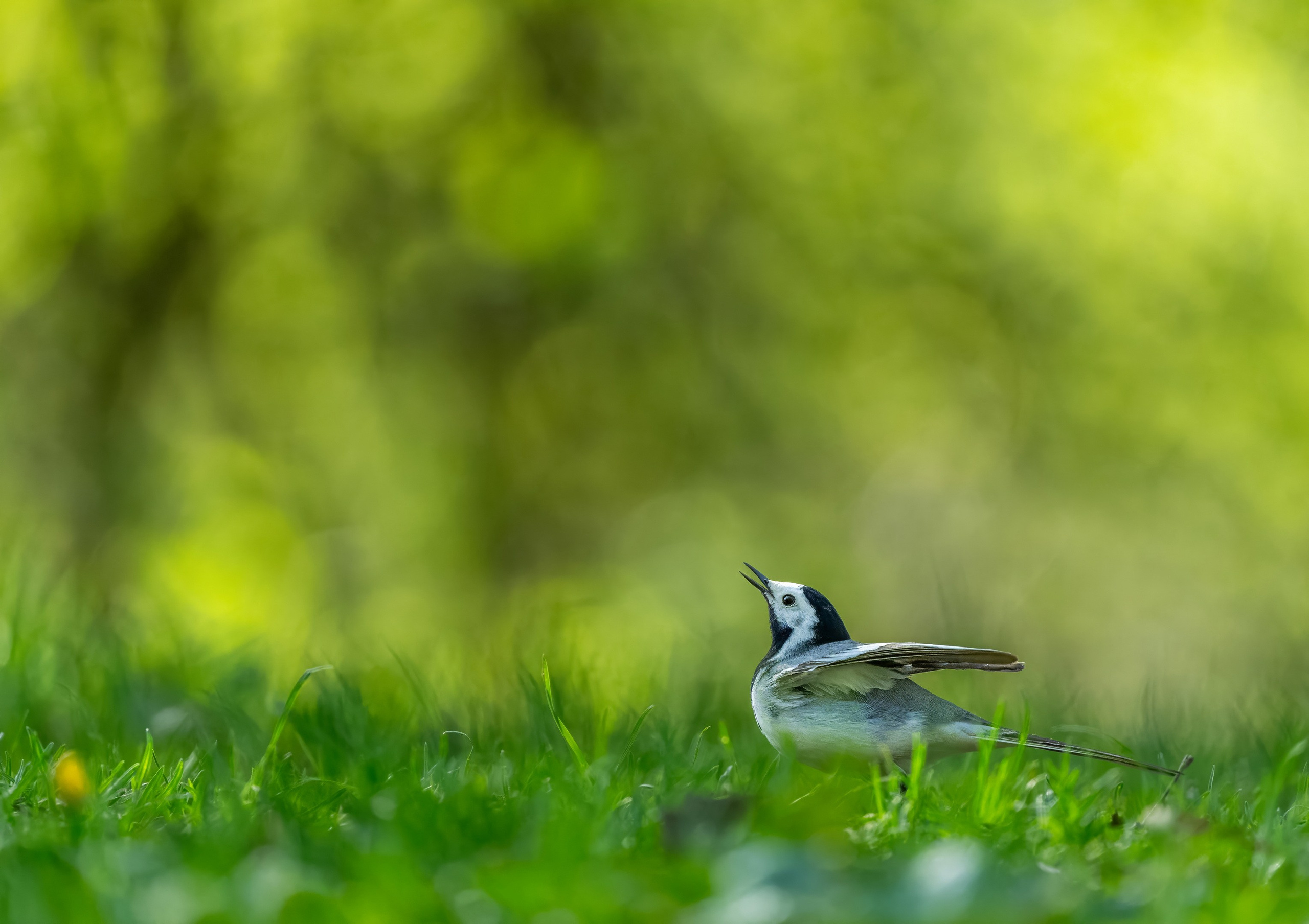 Анималистика. Константин Дем | Фотограф