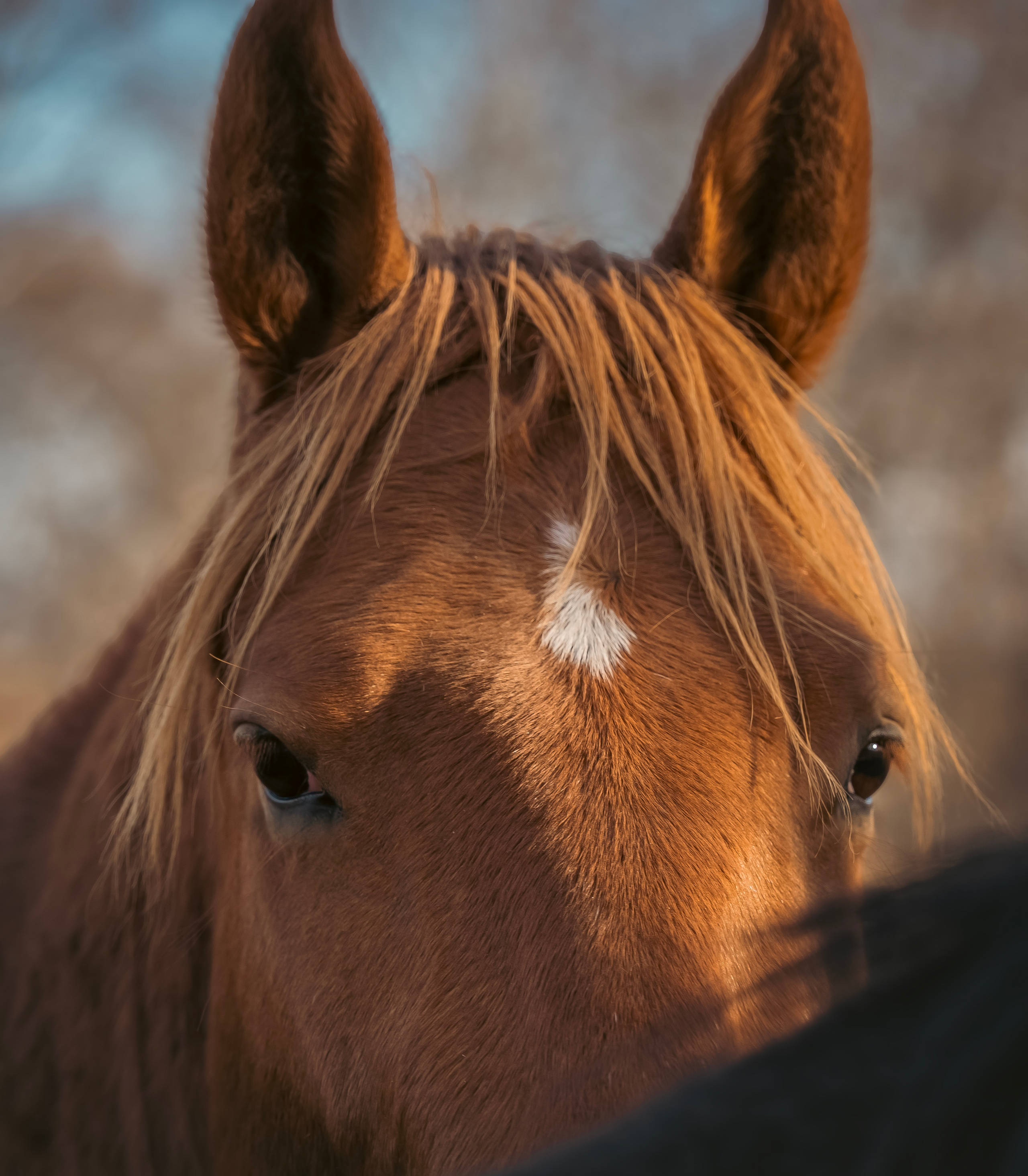 Конюшня. Семейный фотограф анималист г. Находка