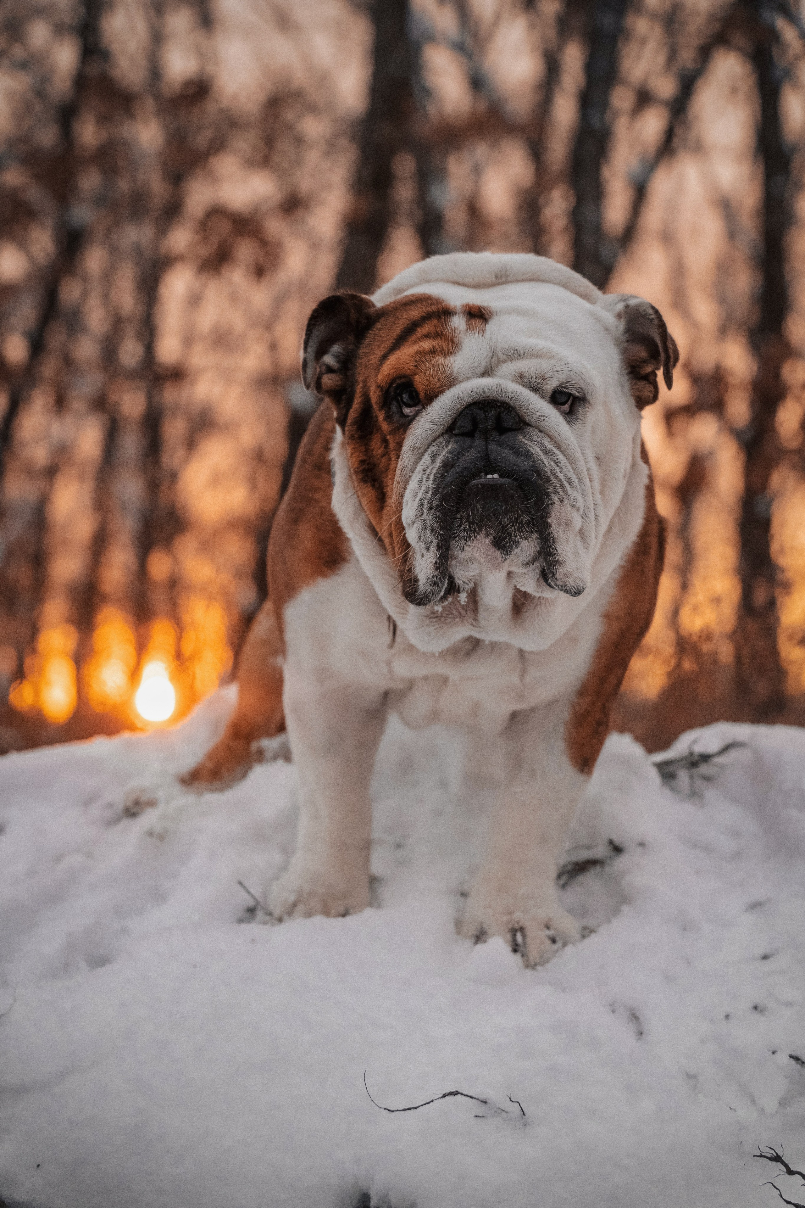 Зимняя история. Семейный фотограф анималист г. Находка