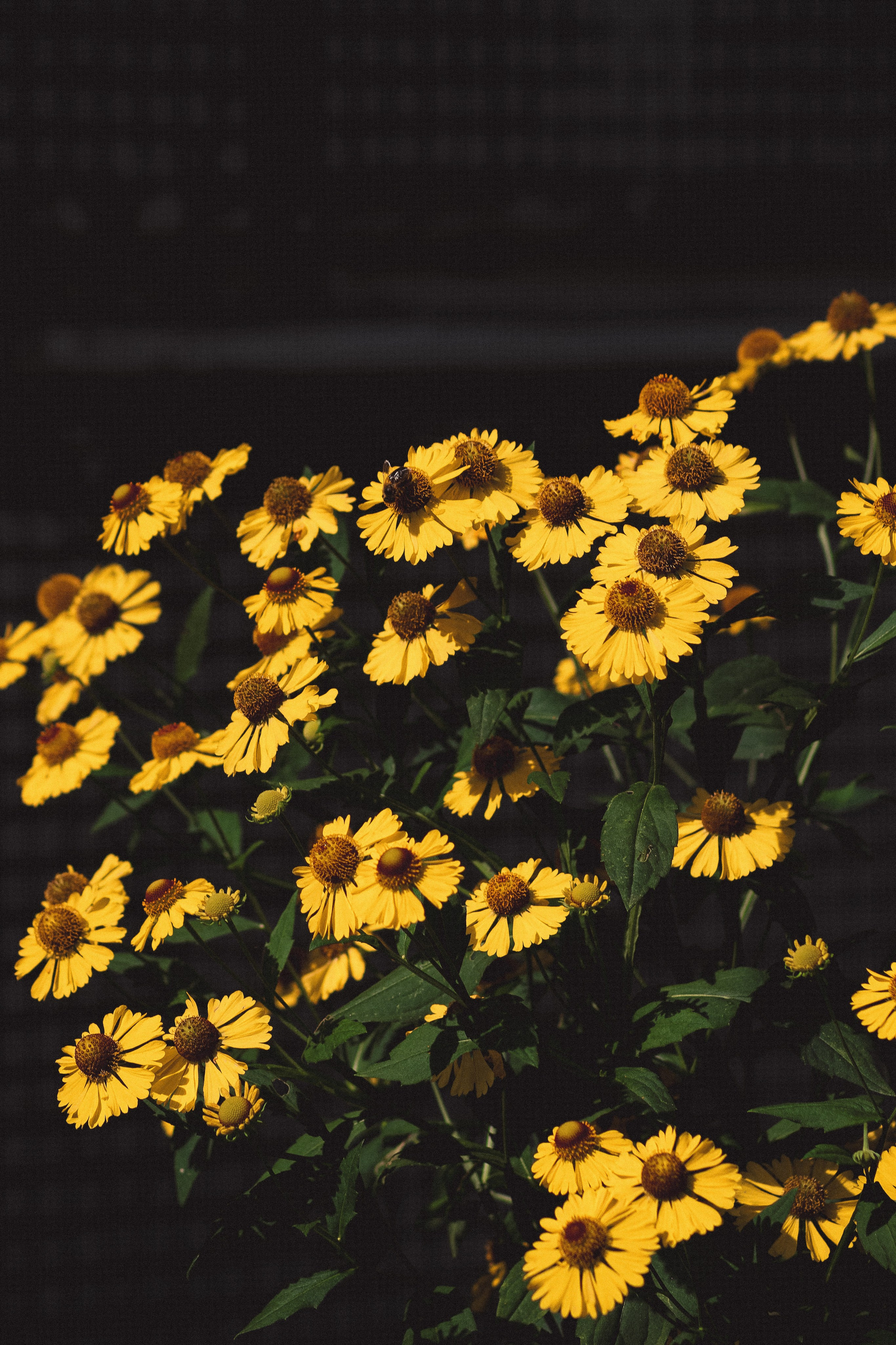 Р А С Т Е Н И Я. — Digital Noise —