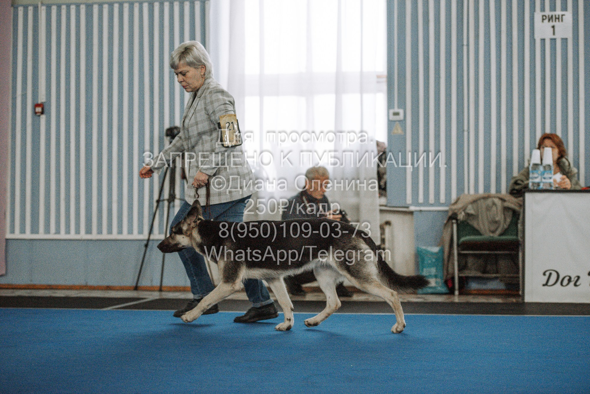 Выставка собак Красноярск 29.10.2023. Фотограф Диана Оленина Красноярск / Братск