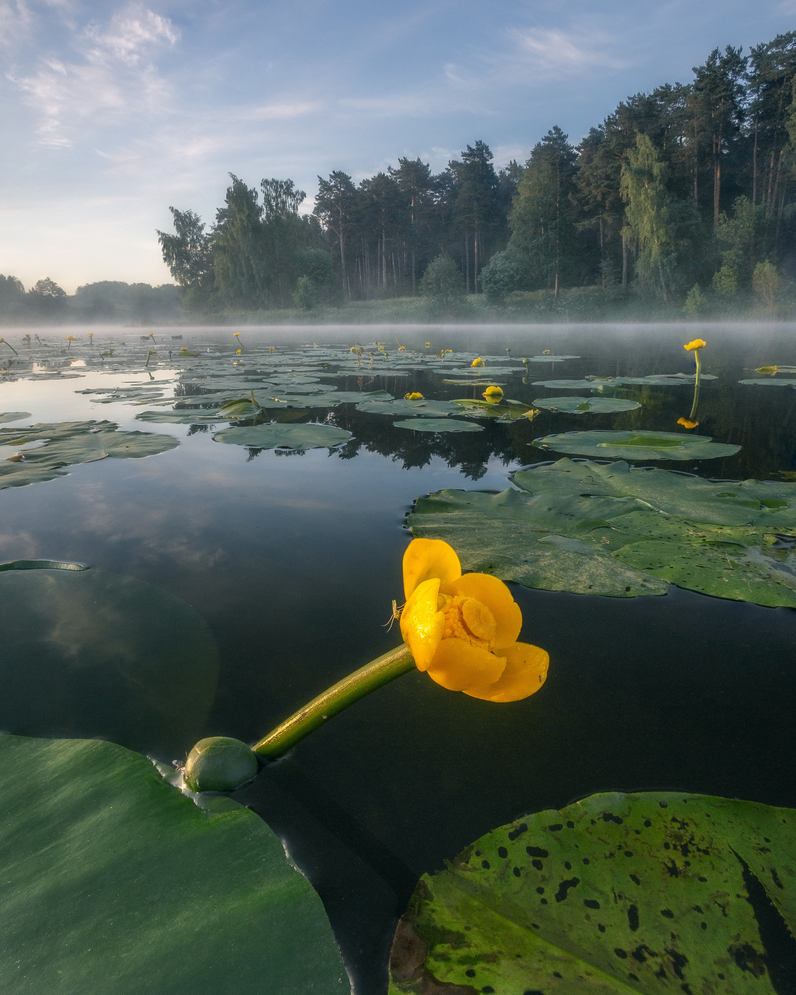 Природа (Лето). Фотограф Мартыненко Дмитрий