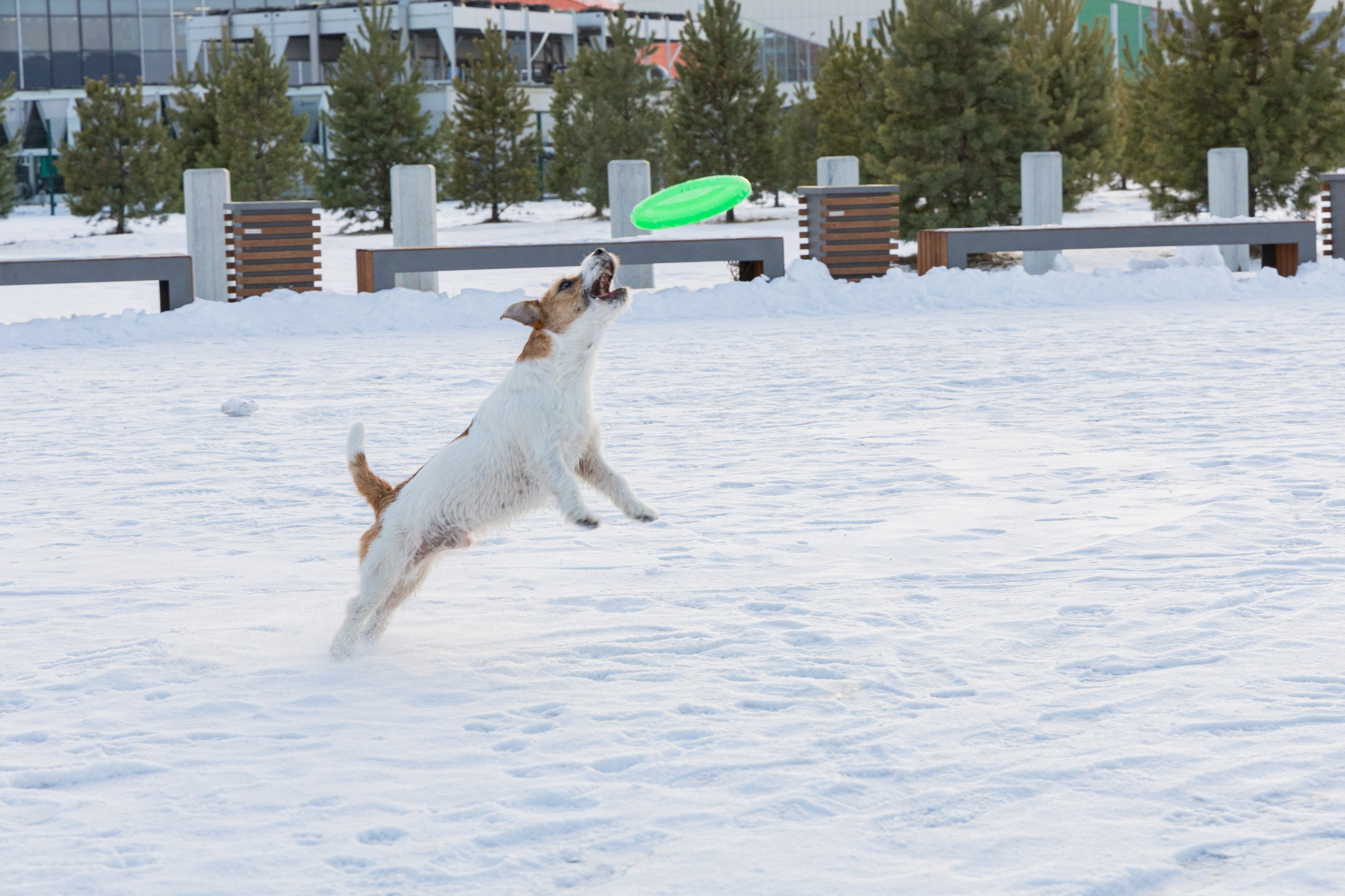 Фотосъёмка животных. Профессиональная коммерческая, промышленная и репортажная фотосъёмка для бизнеса