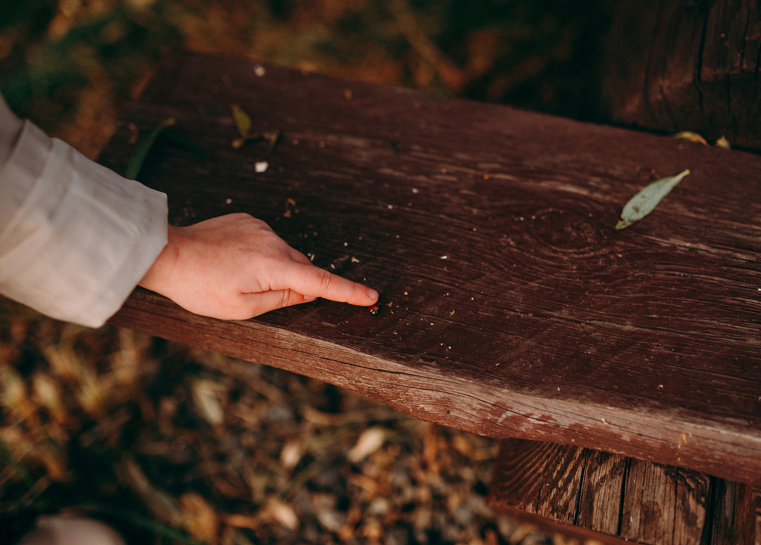 Лаки парк семейные осень. Фотограф в Болгарии. Фотограф в Созополе