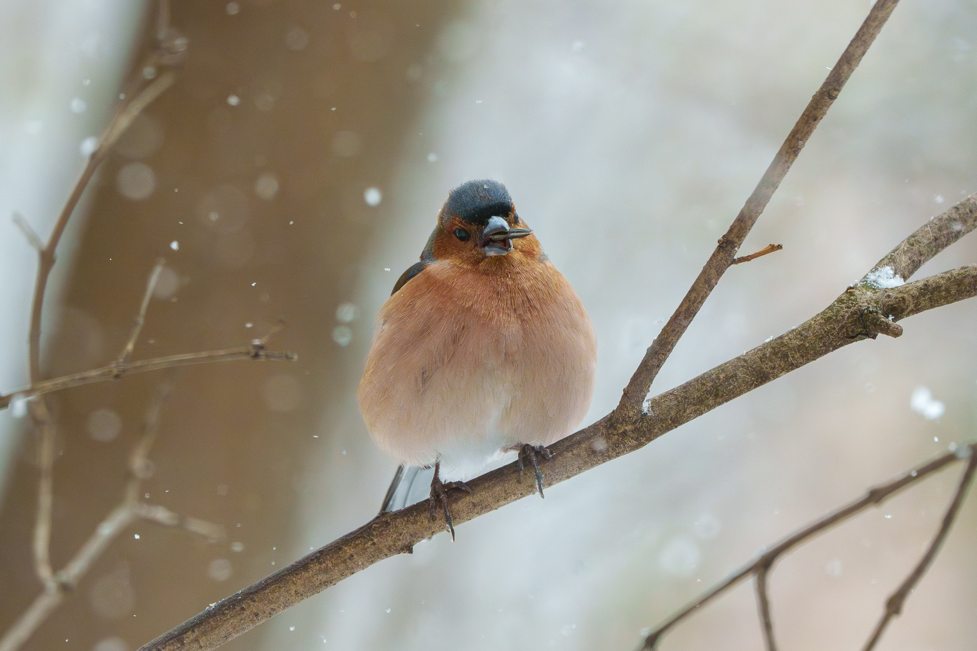 Удивительные мир птиц. Вокруг нас столько прекрасного — присмотритесь!. Ваш личный фотограф Марина Волкова