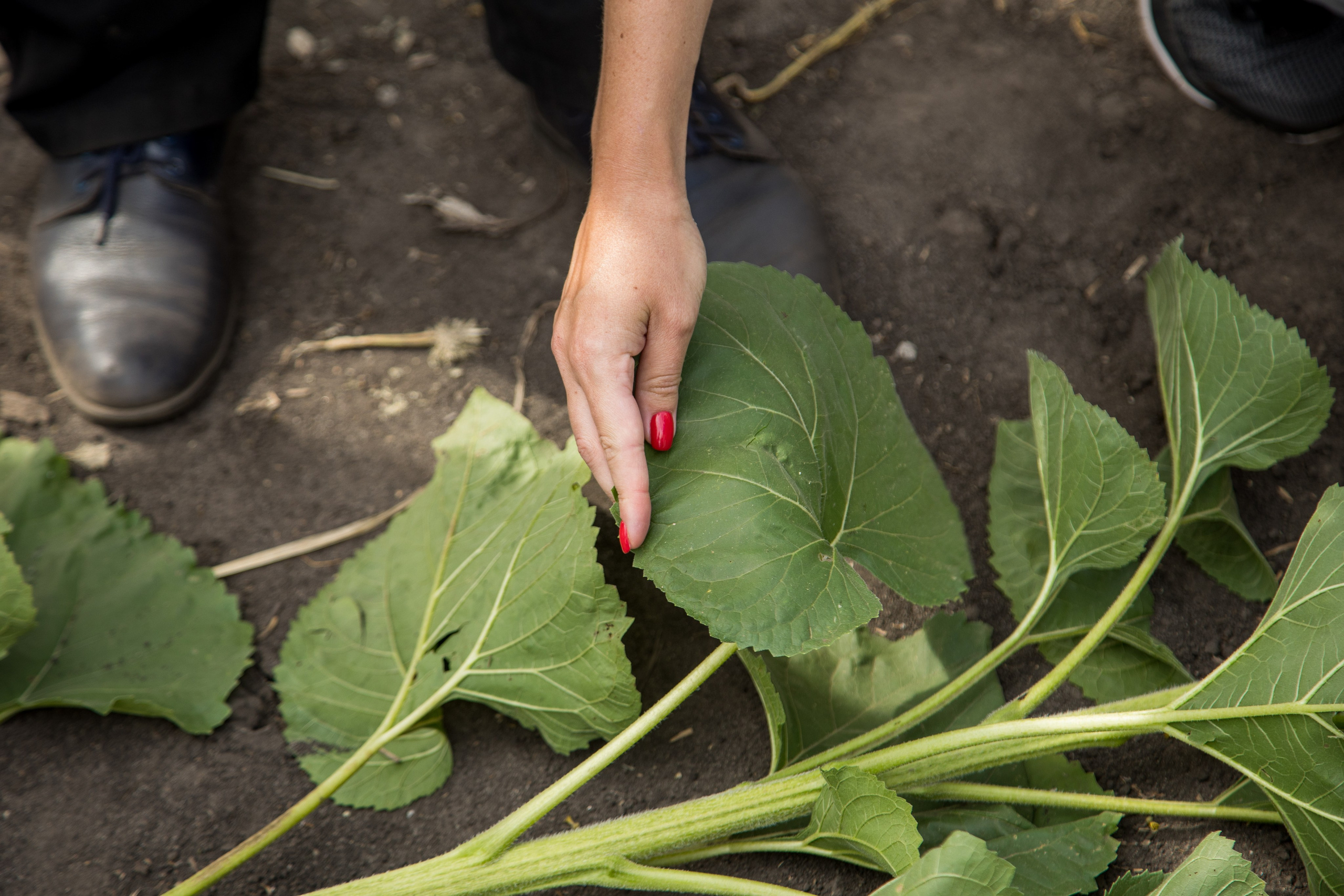Решения для сельского хозяйства BASF 16.08.2022. Владислав Волков | Фотография и видеосъемка в Воронеже