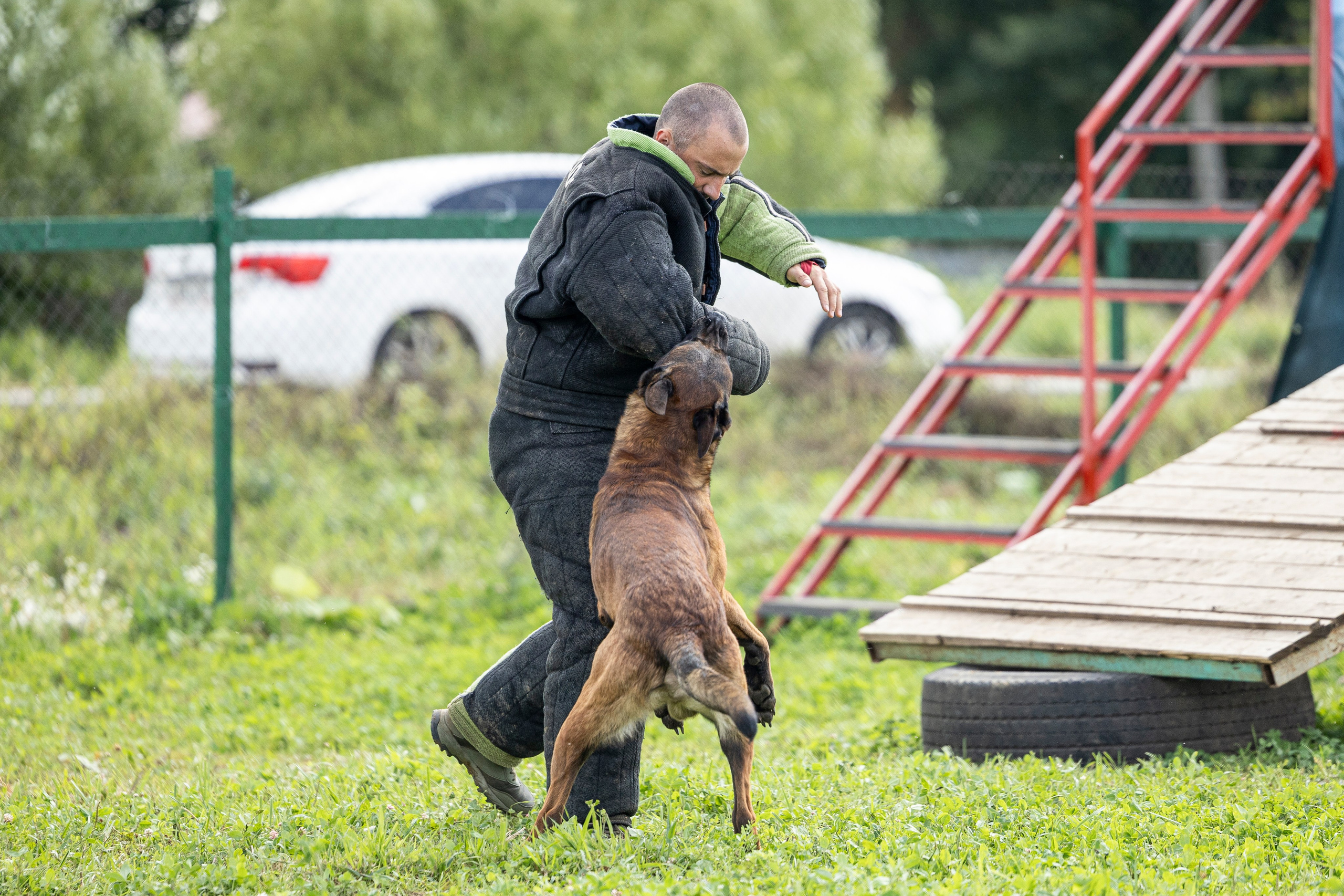 Соревнования по Мондьорингу г. Вологда 10-11.08.2024. Фотограф-анималист Анна Маринич