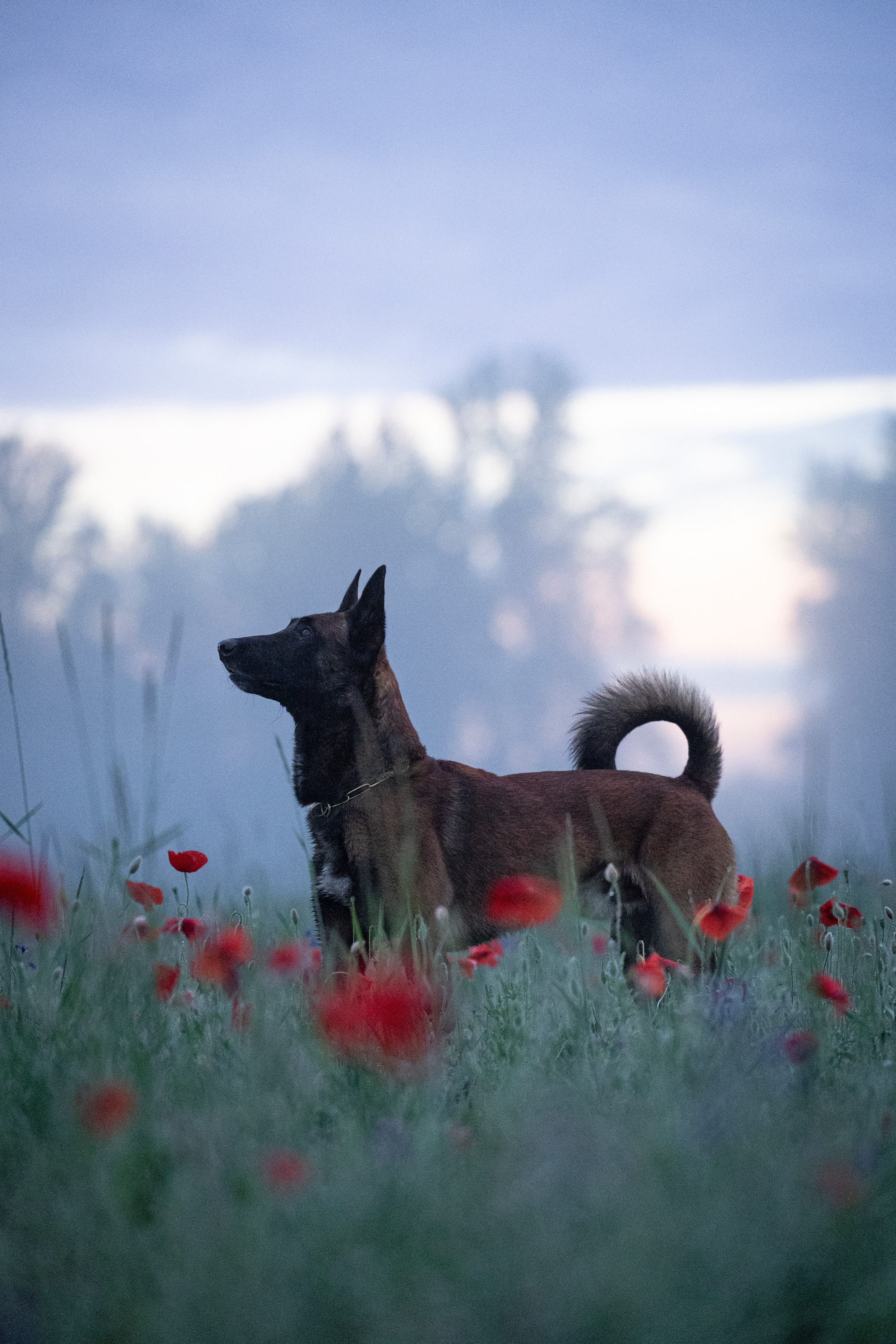 Маковое поле. Фотограф-анималист Анна Маринич