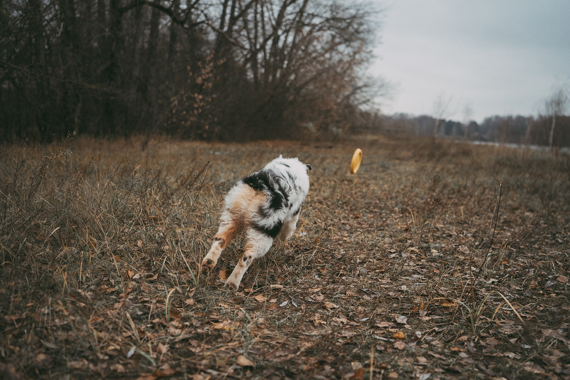 Лиза и Бублик. Фотограф анималист в Москве и Санкт-Петербурге Свиридова Анна