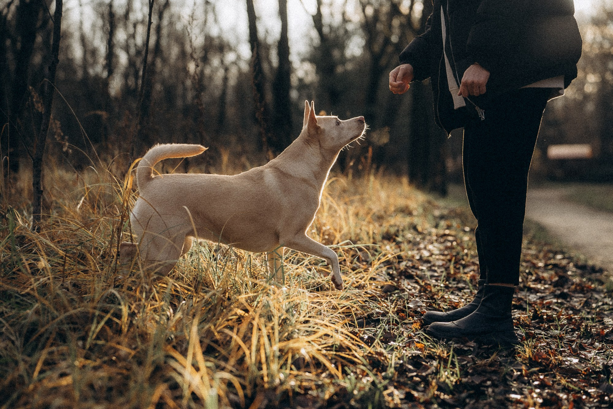 Туся. Фотограф анималист в Москве и Санкт-Петербурге Свиридова Анна