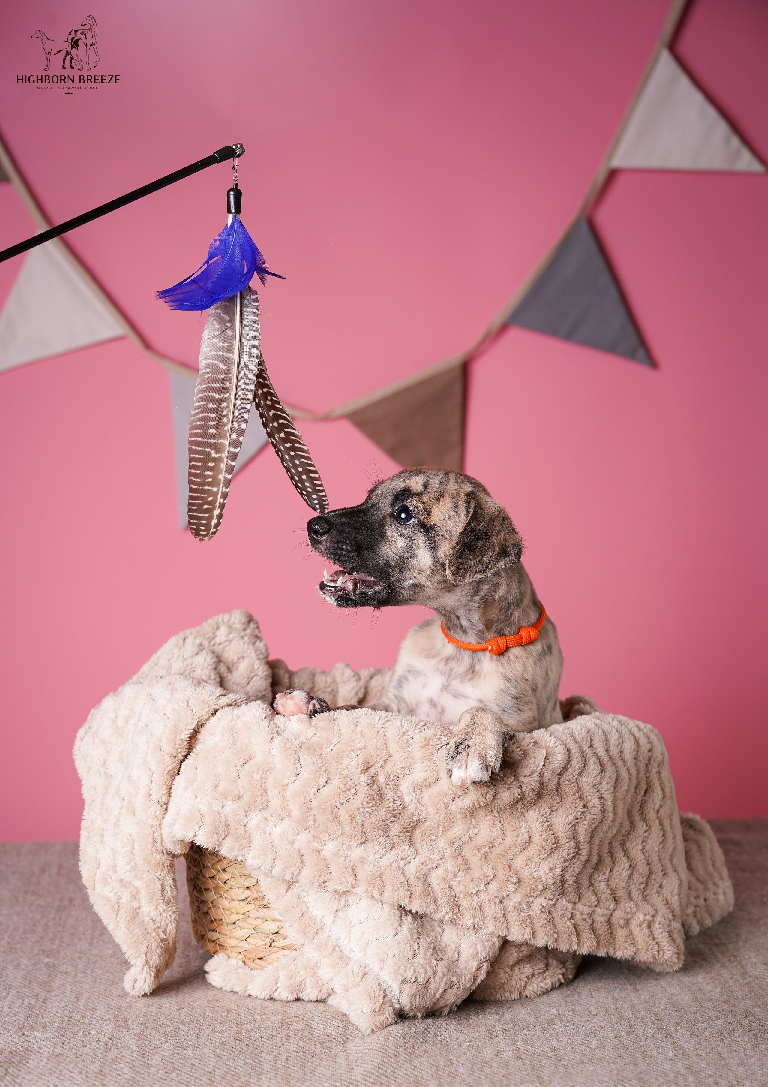 Щенки уиппета. Фотограф-анималист в Санкт-Петербурге Яна Мартынова