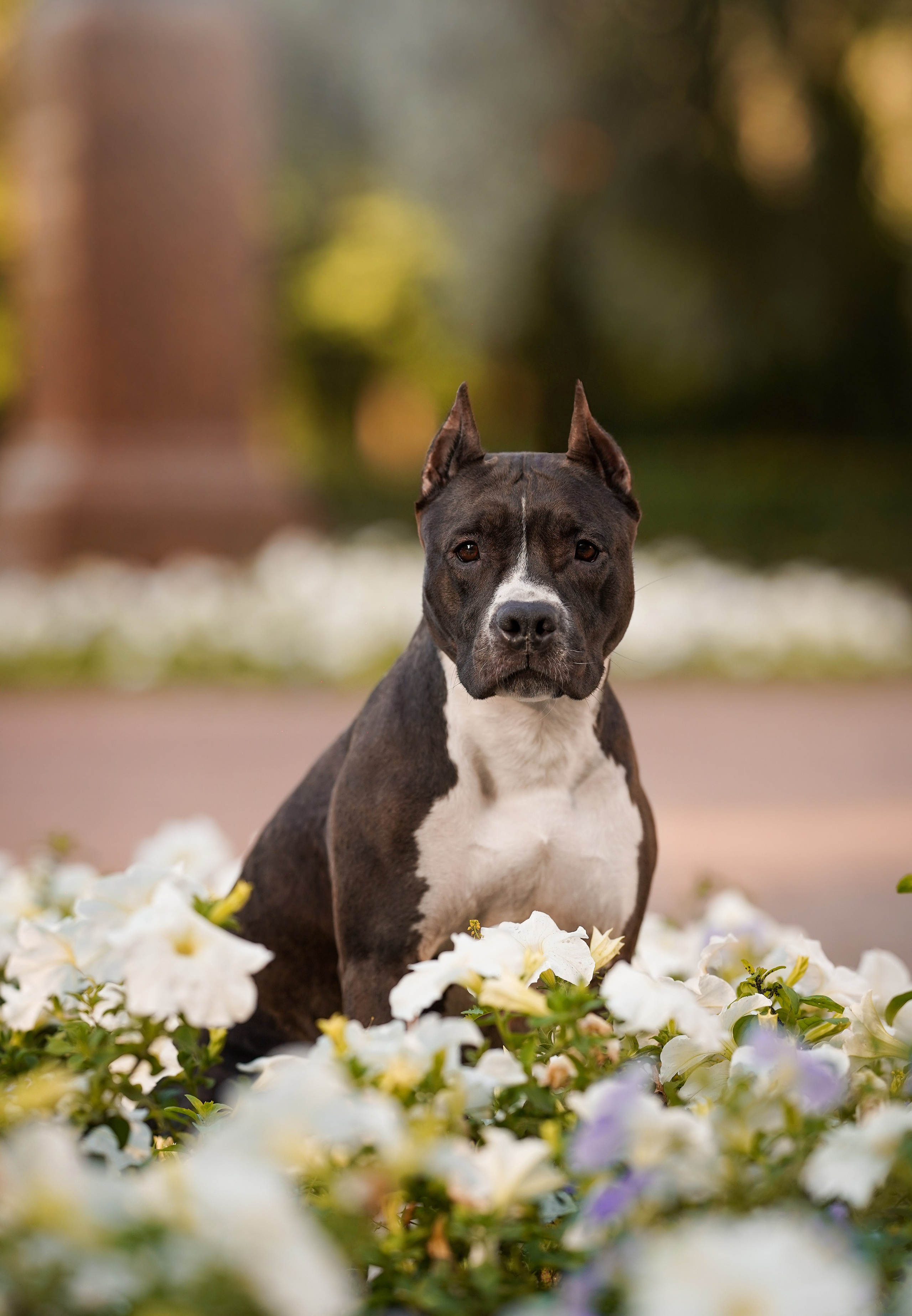 Аня Терентий и Кайли. Фотограф-анималист в Санкт-Петербурге Яна Мартынова