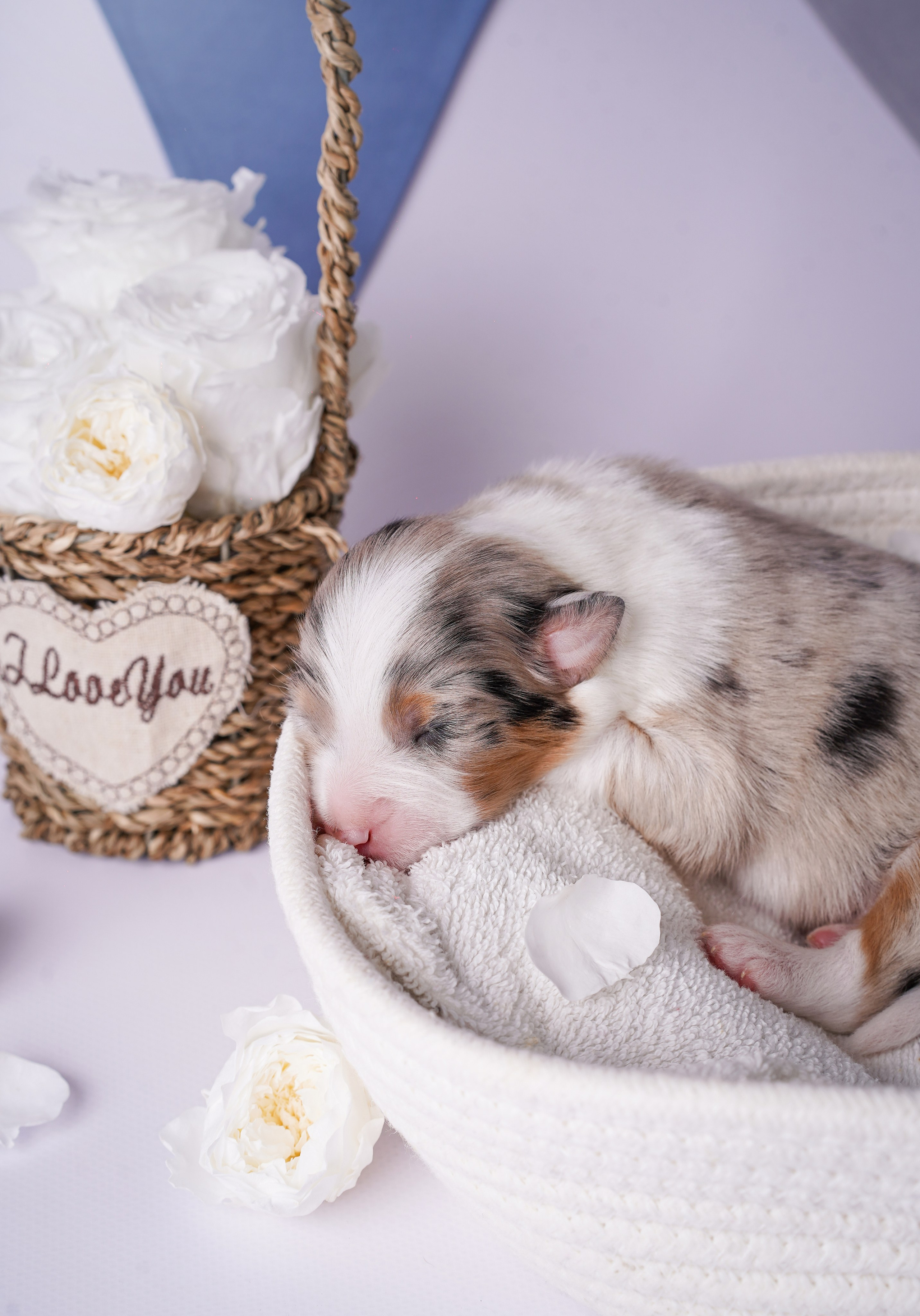 Щенки австралийской овчарки. Фотограф-анималист в Санкт-Петербурге Яна Мартынова