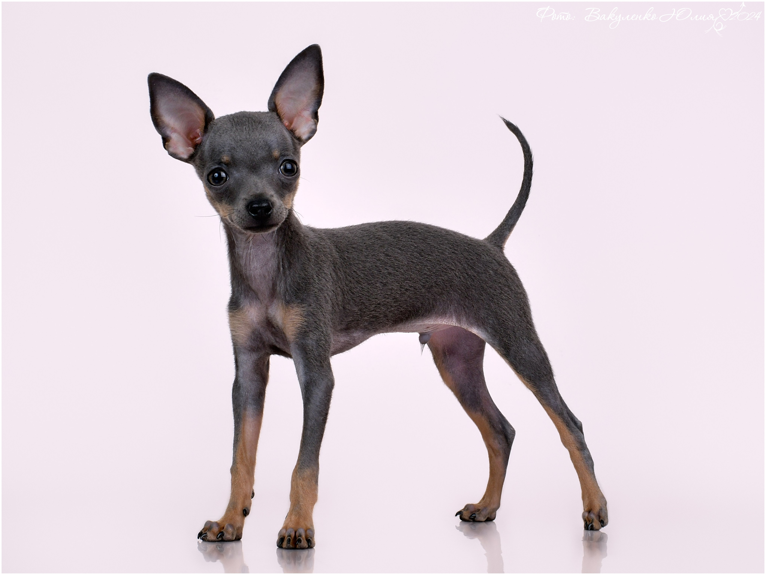 Студийная съемка. Фотограф анималист | семейный Юлия Вакуленко, г. Краснодар