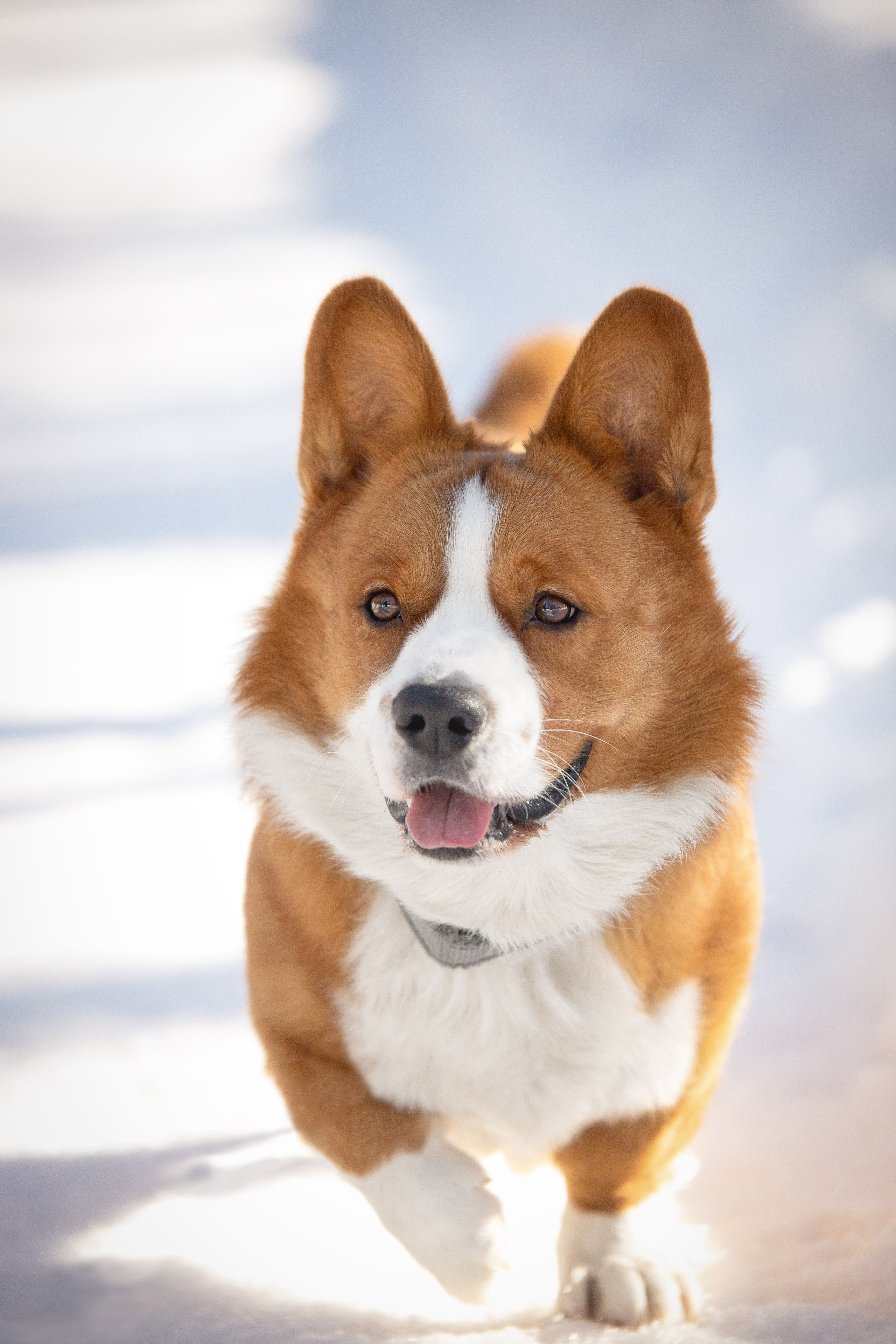 Лакки. Юлия Микульская. Рыбинск