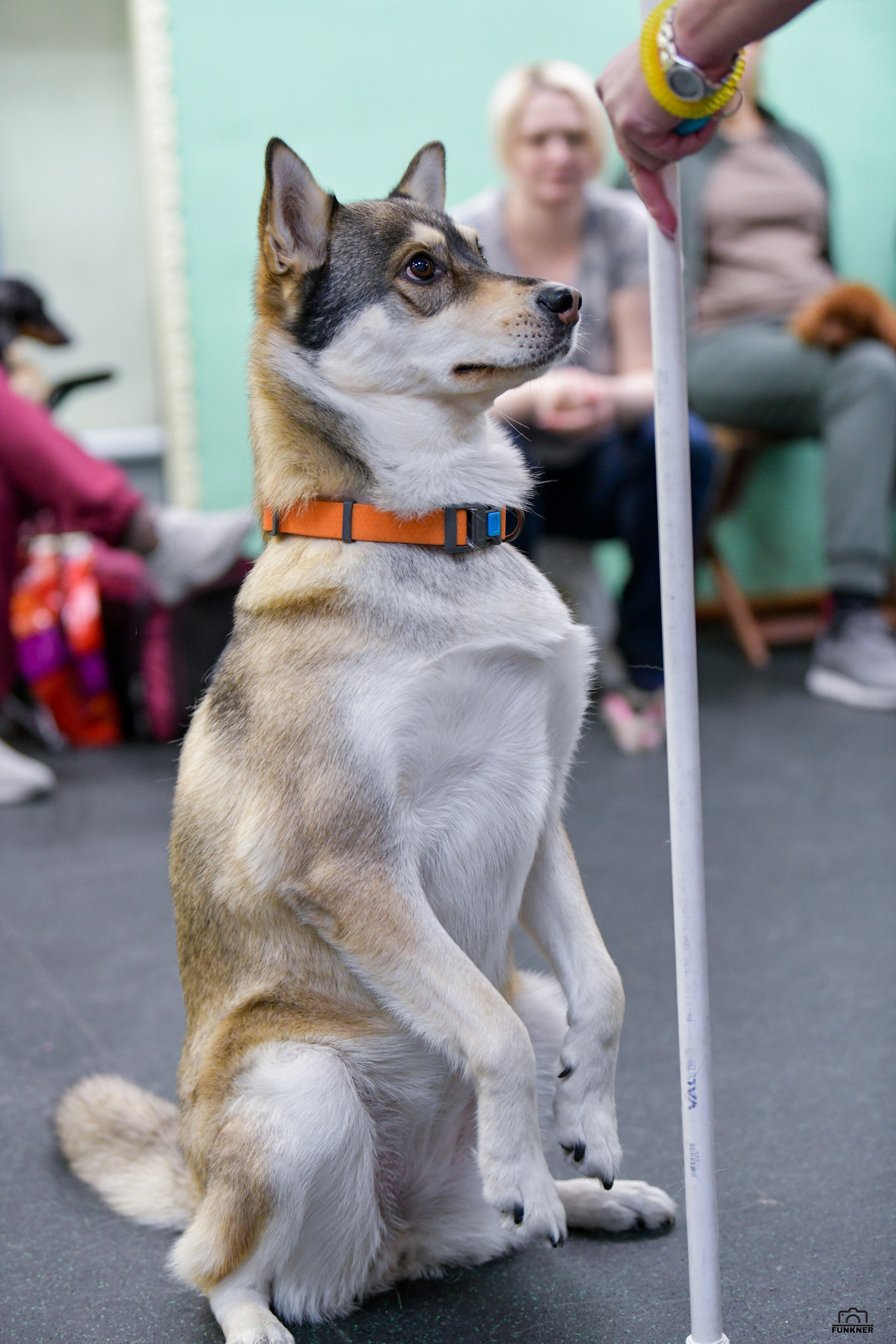 Кинологический клуб «Бодрый хвост». Свой взгляд через объектив