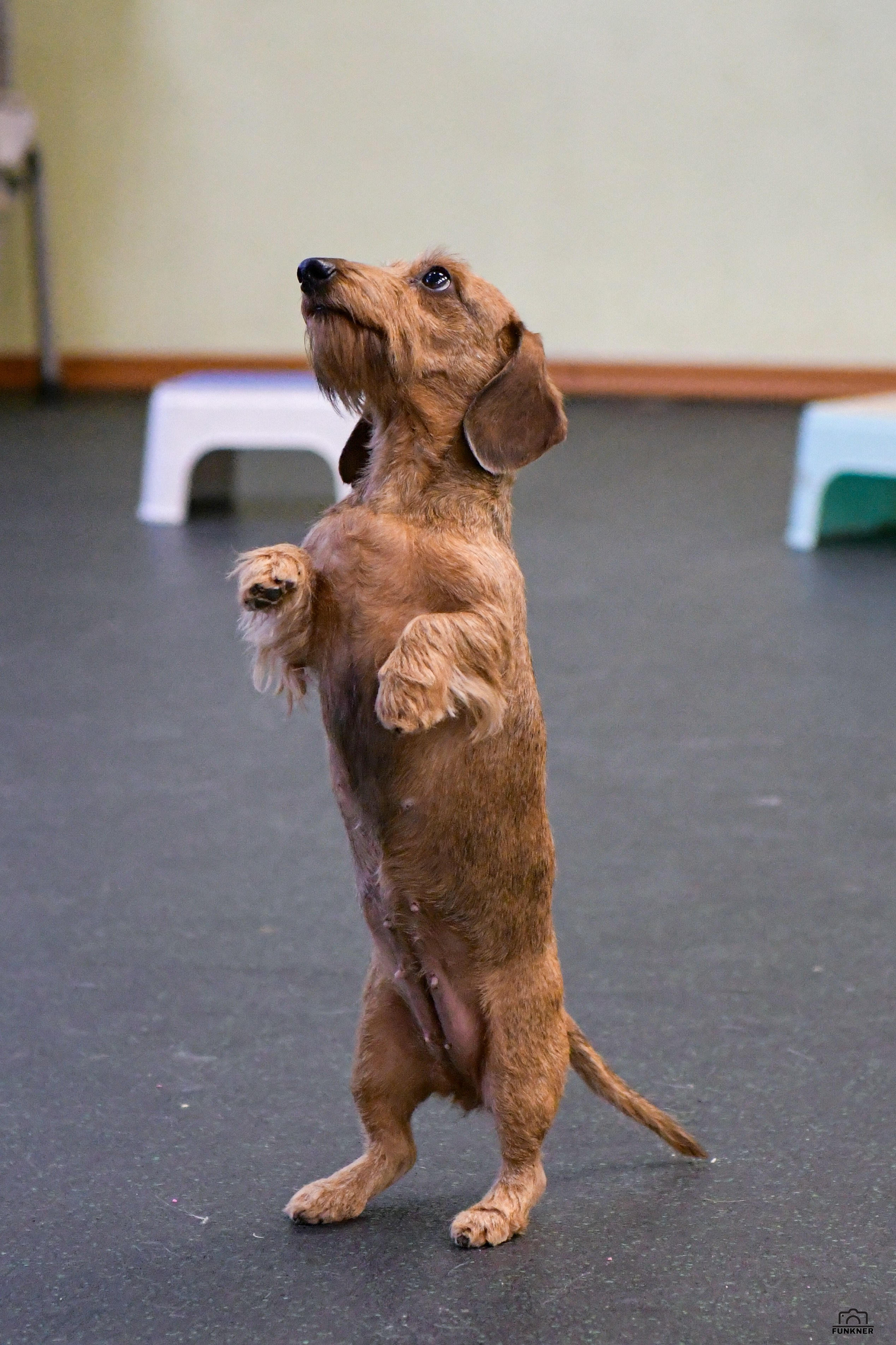 Кинологический клуб «Бодрый хвост». Свой взгляд через объектив