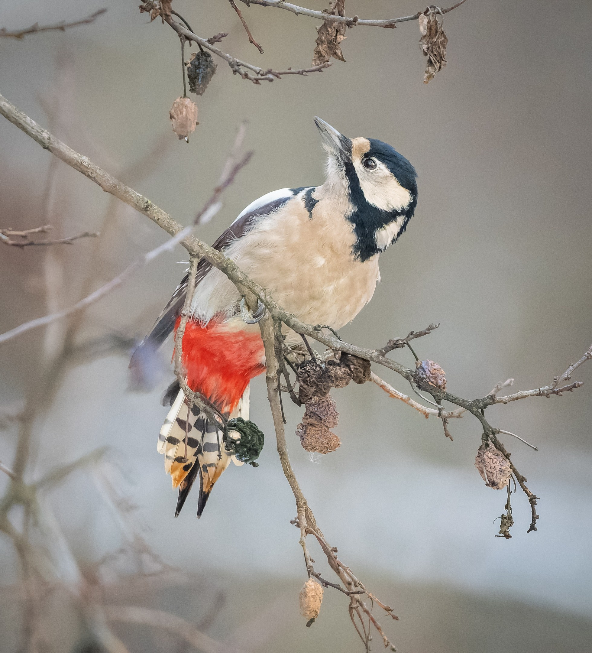 Анималистика. Константин Дем | Фотограф