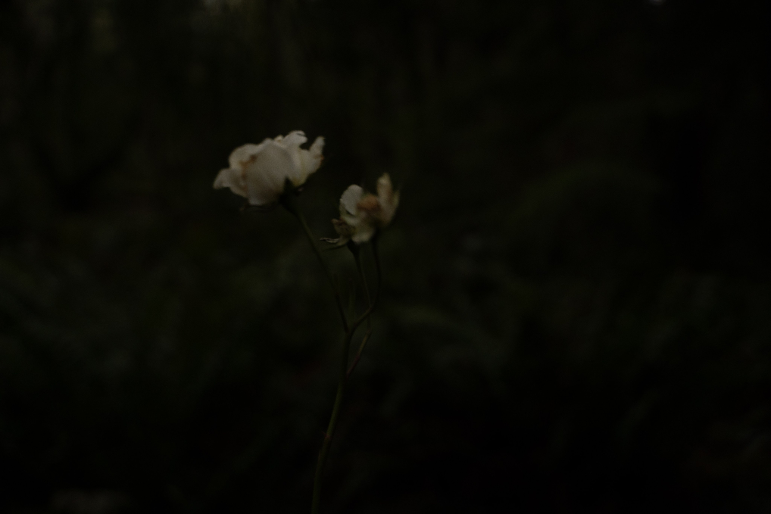 A midsummer night’s dream [magic flower]. Wedding & engagement photographer in Seattle, WA. Tania Maureira