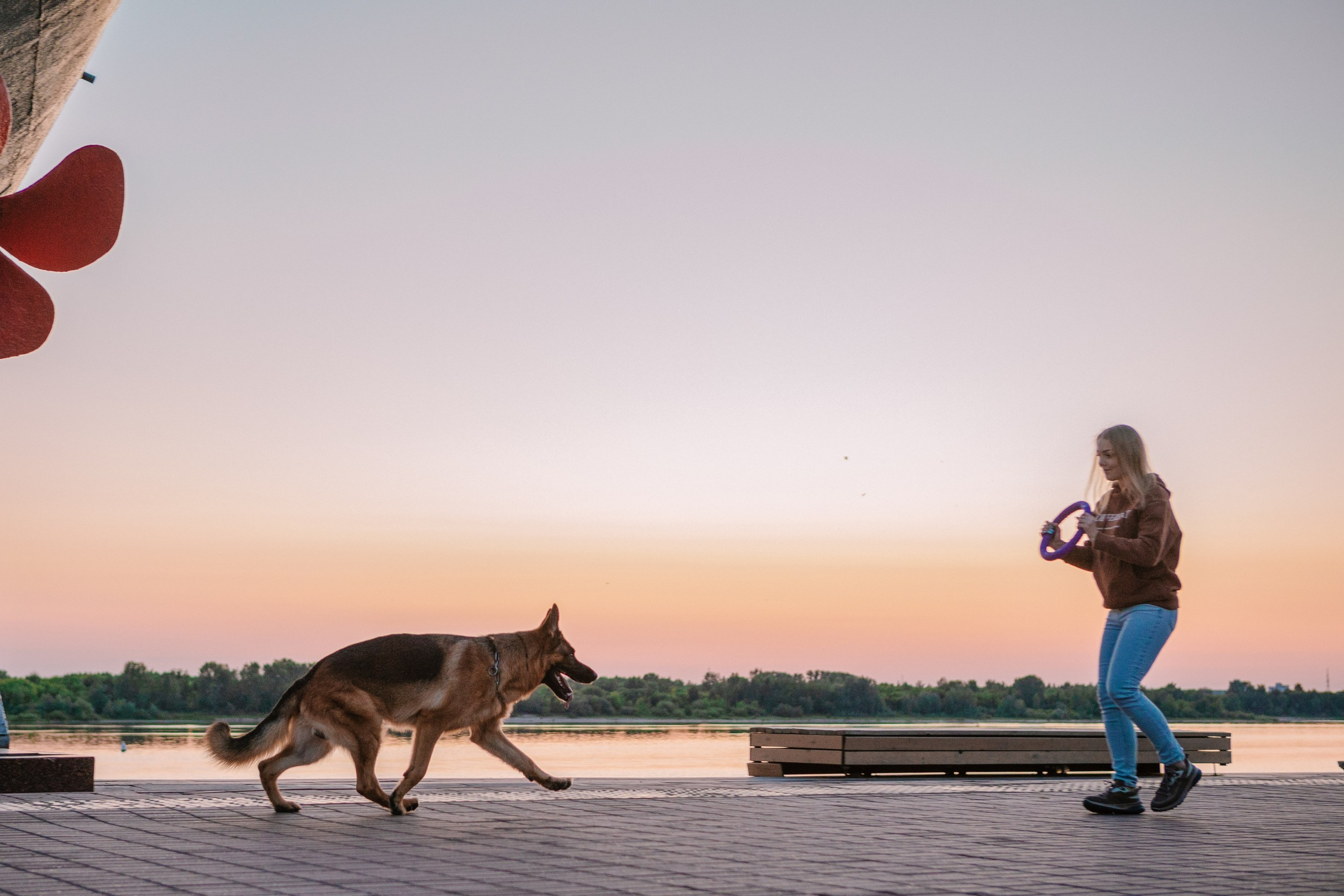 НО Расмус. Рассвет. Фотограф анималист Кузнецова Анна Нижний Новгород