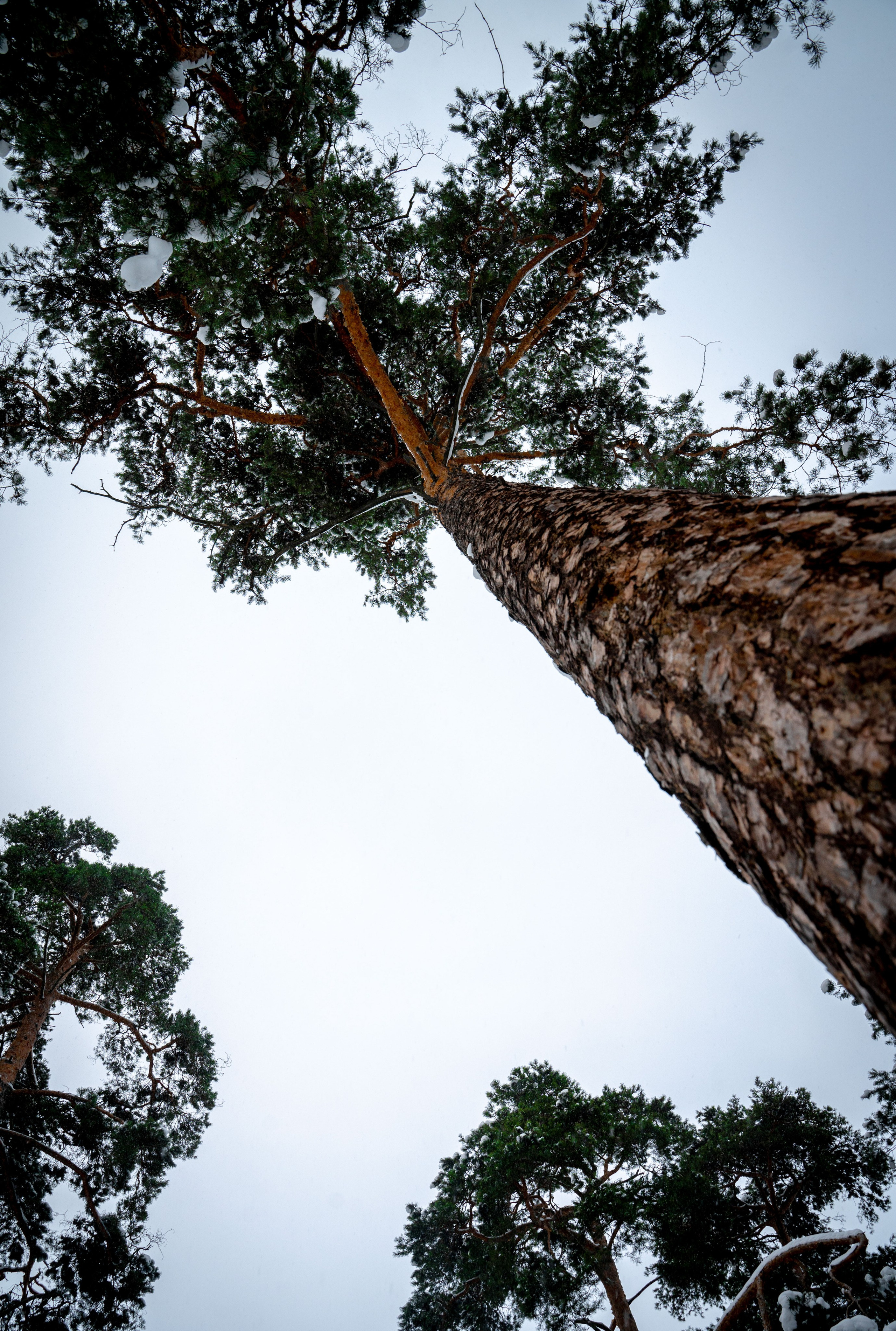 Прогулка с собакой. Зима, лес, Москва. Vadim Nevenglovskii Фотограф в разных жанрах
