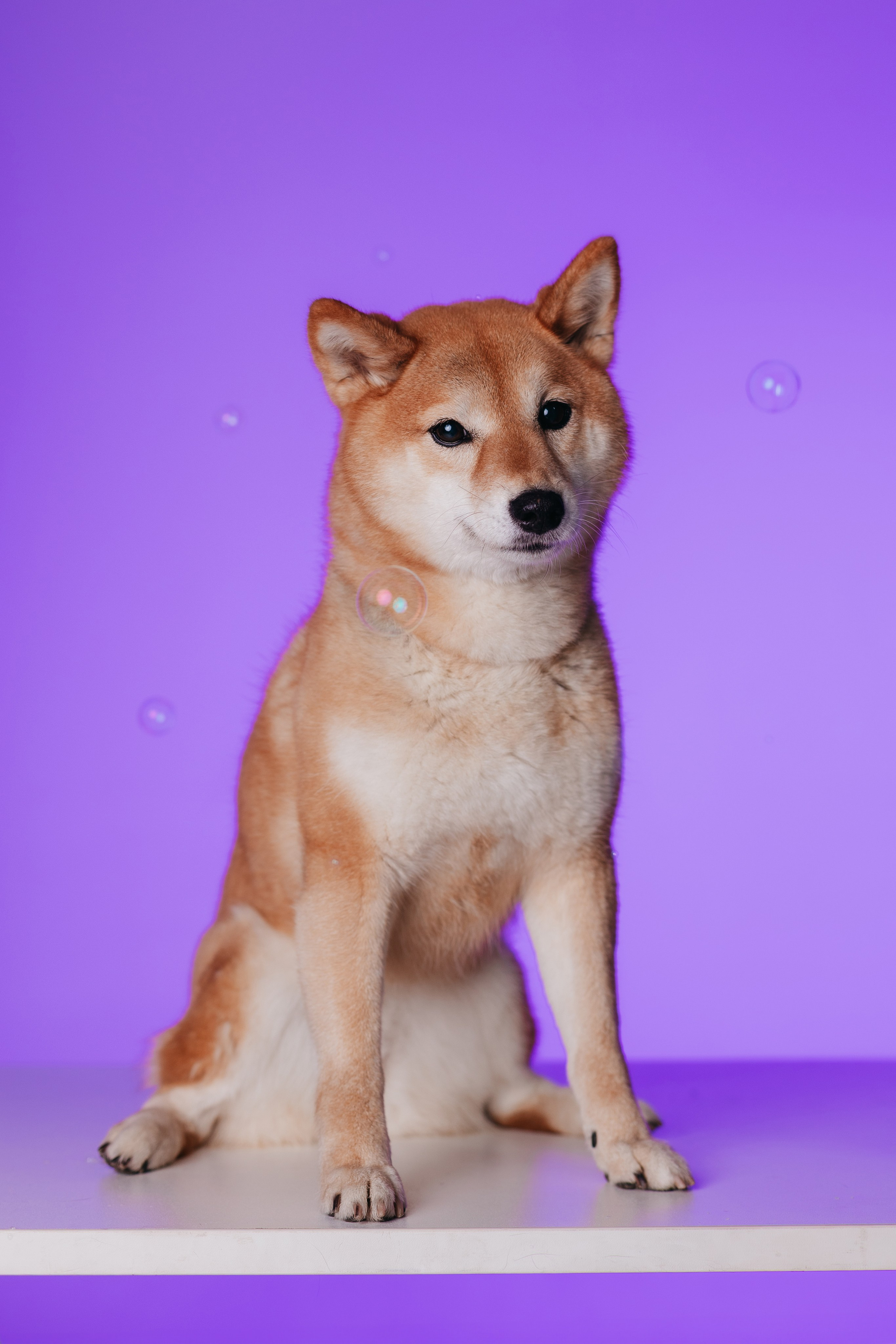 Неон 2 (фотодень). Фотограф анималист Кристина Карпова, Москва