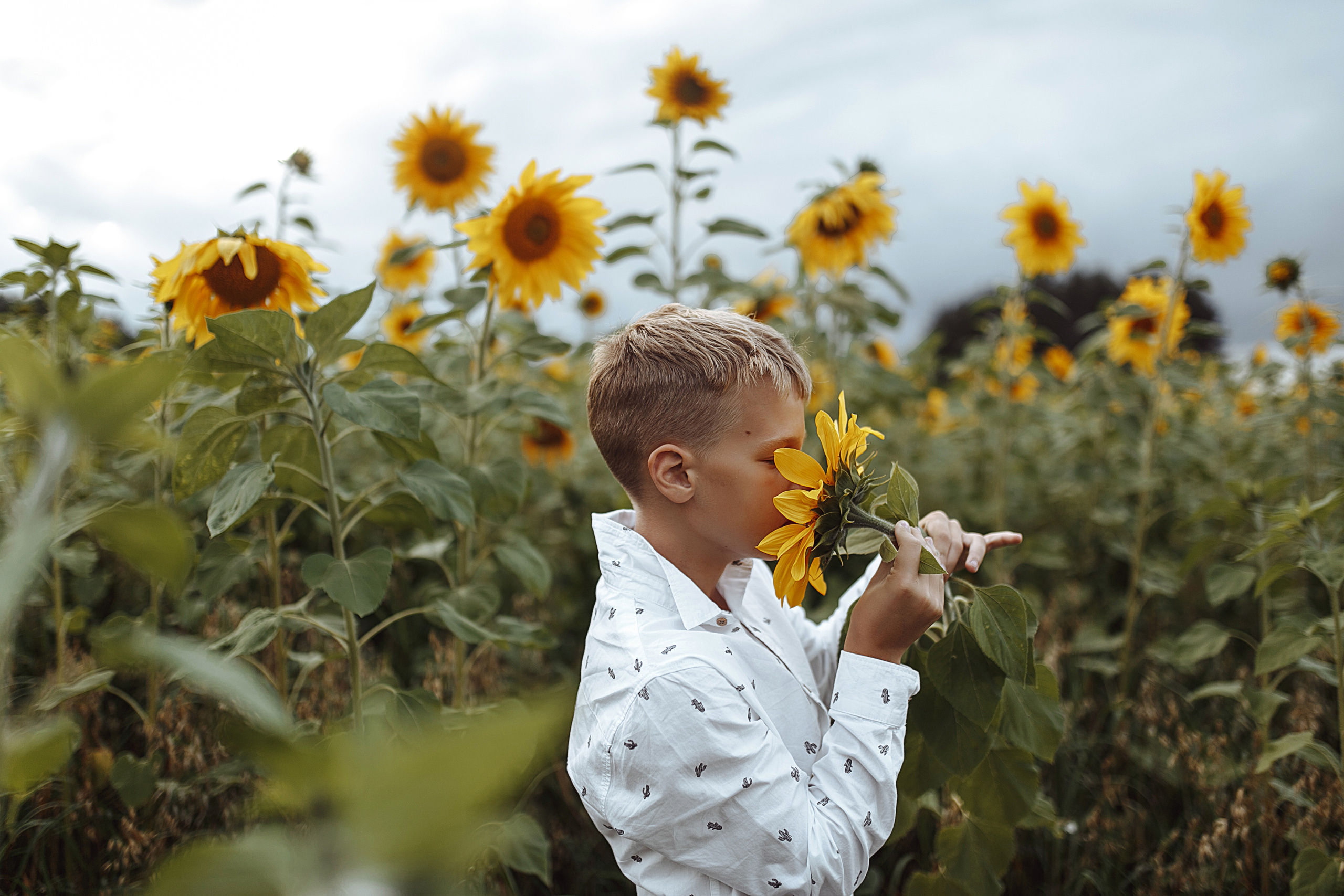 Подсолнухи. Свадебный фотограф Екатерина Худякова — Ярославль, Санкт-Петербург, Москва