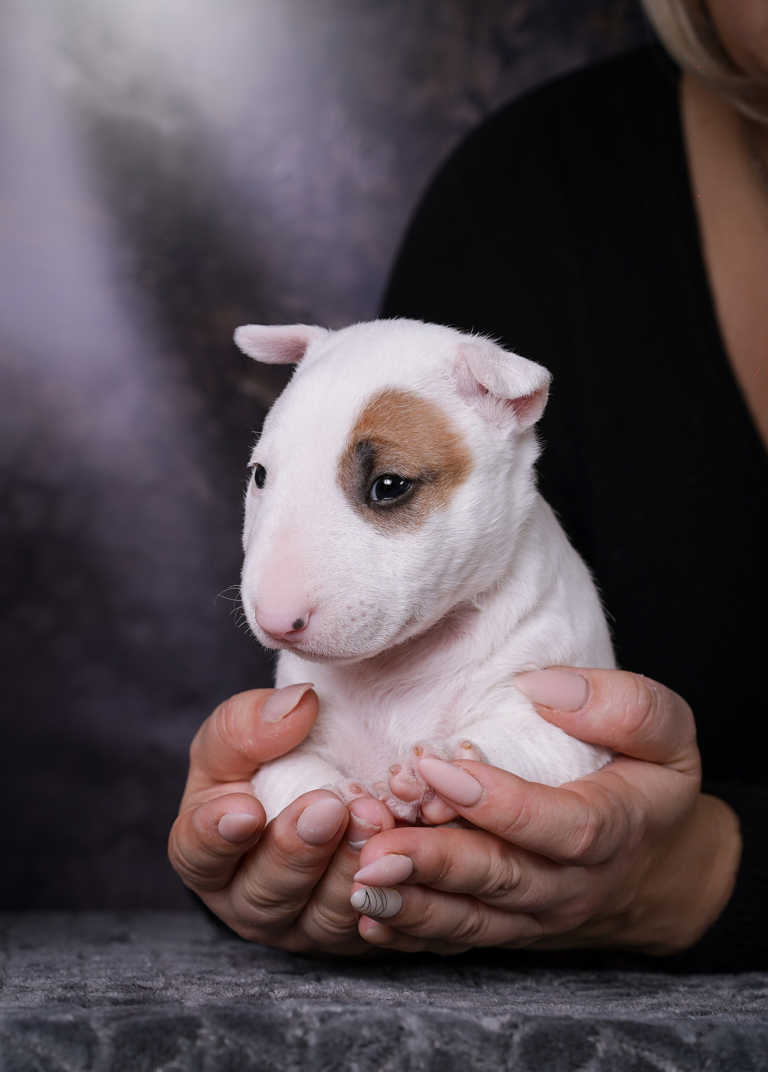 Щенки минибультерьера. Фотограф-анималист в Санкт-Петербурге Яна Мартынова