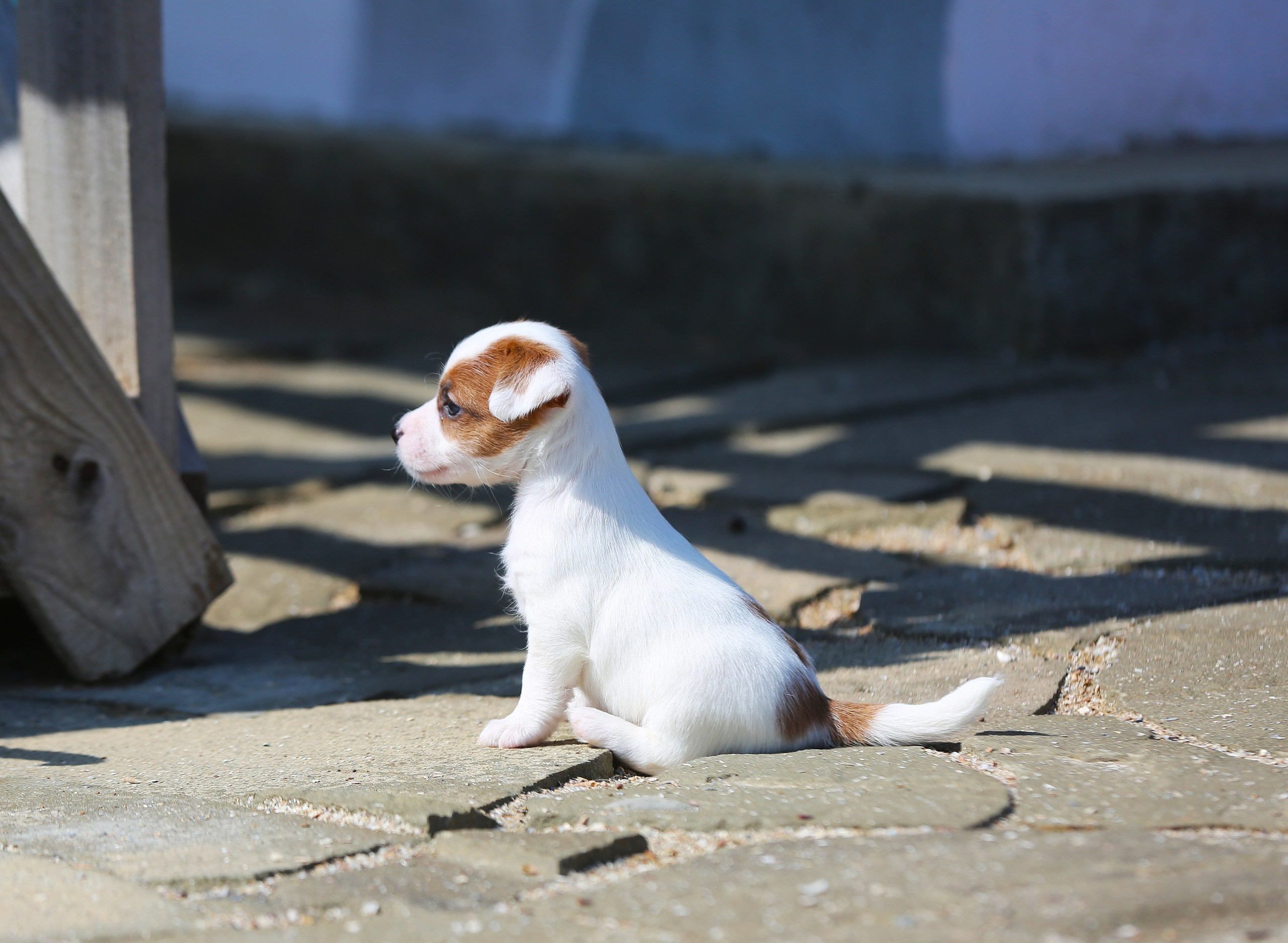 Общий альбом. Lovely-Orange питомник джек рассел терьеров