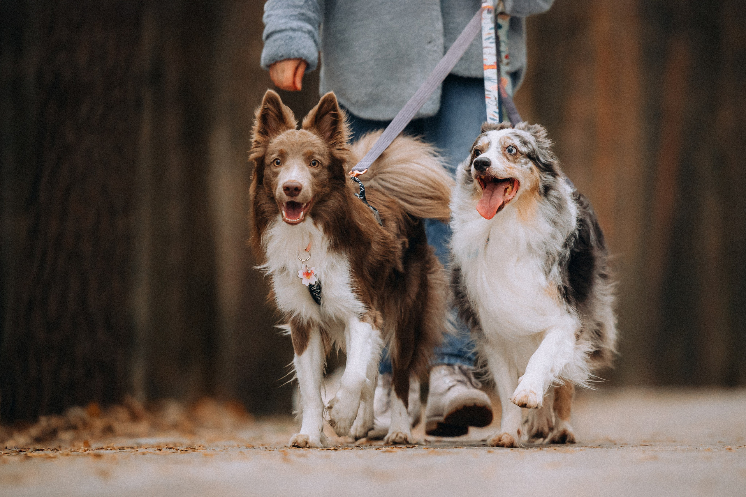 Полина, Милли и Паддингтон