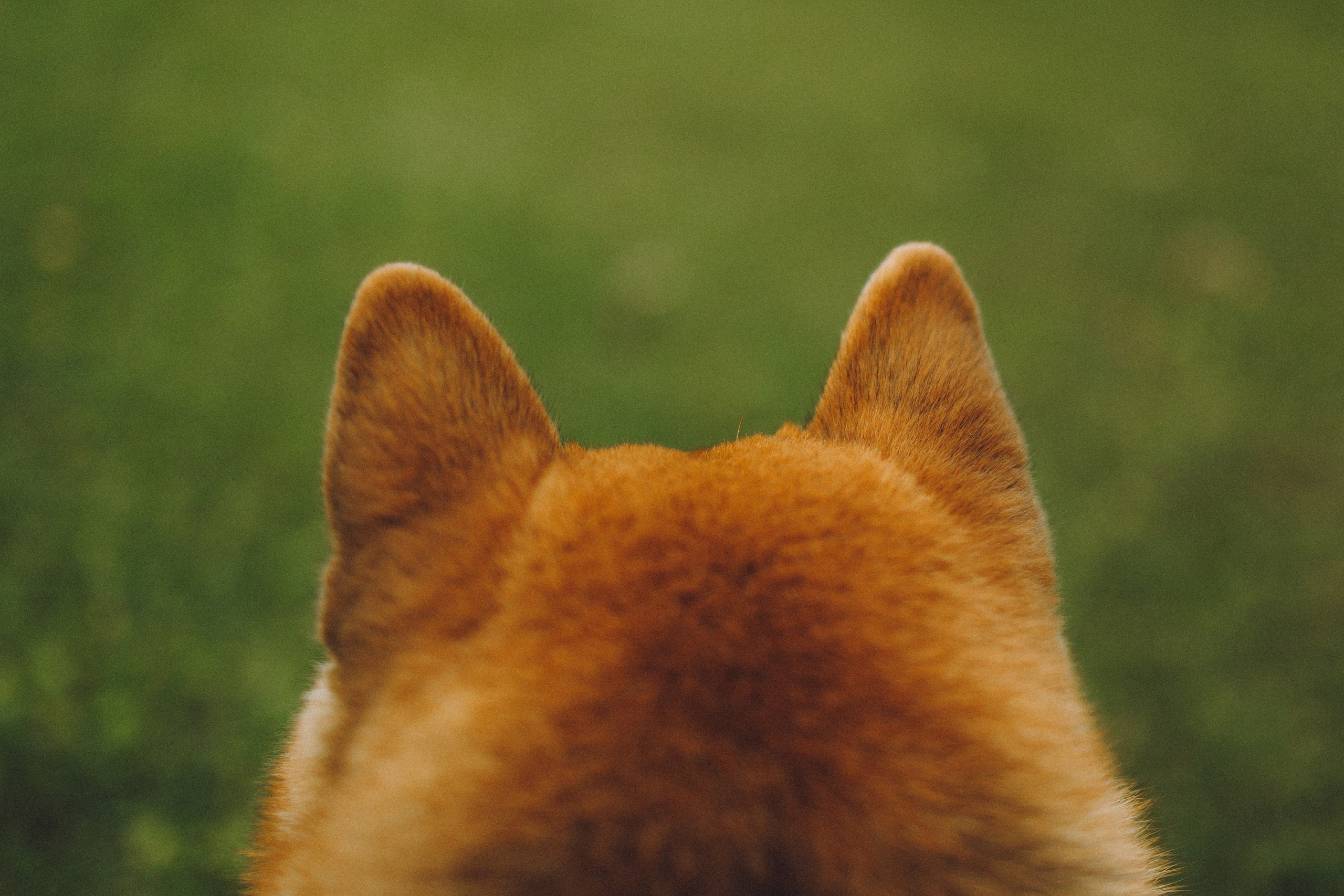 Настя, Юра и Скай