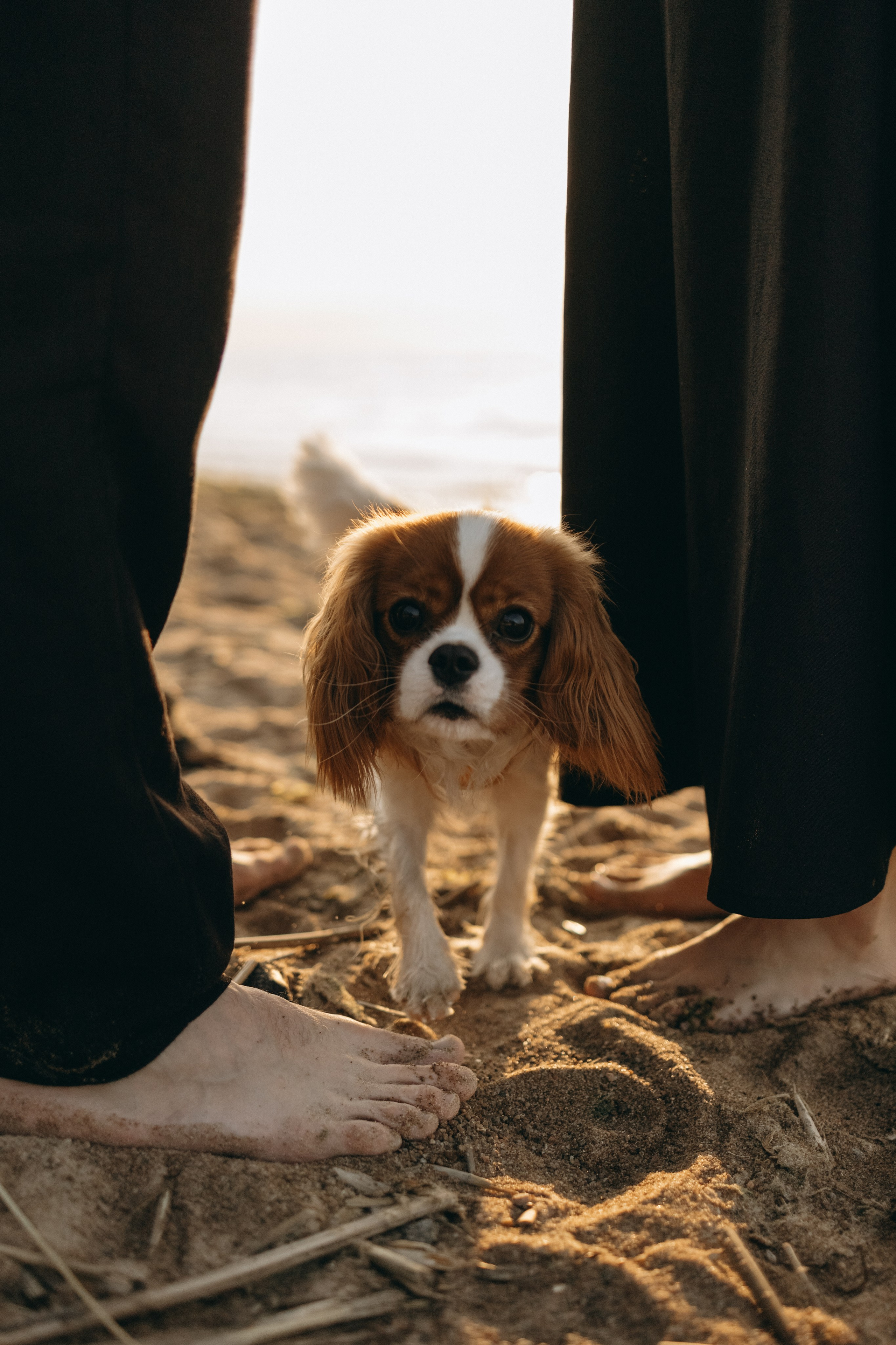 Лу и его семья. Фотограф — Анималист | Санкт-Петербург