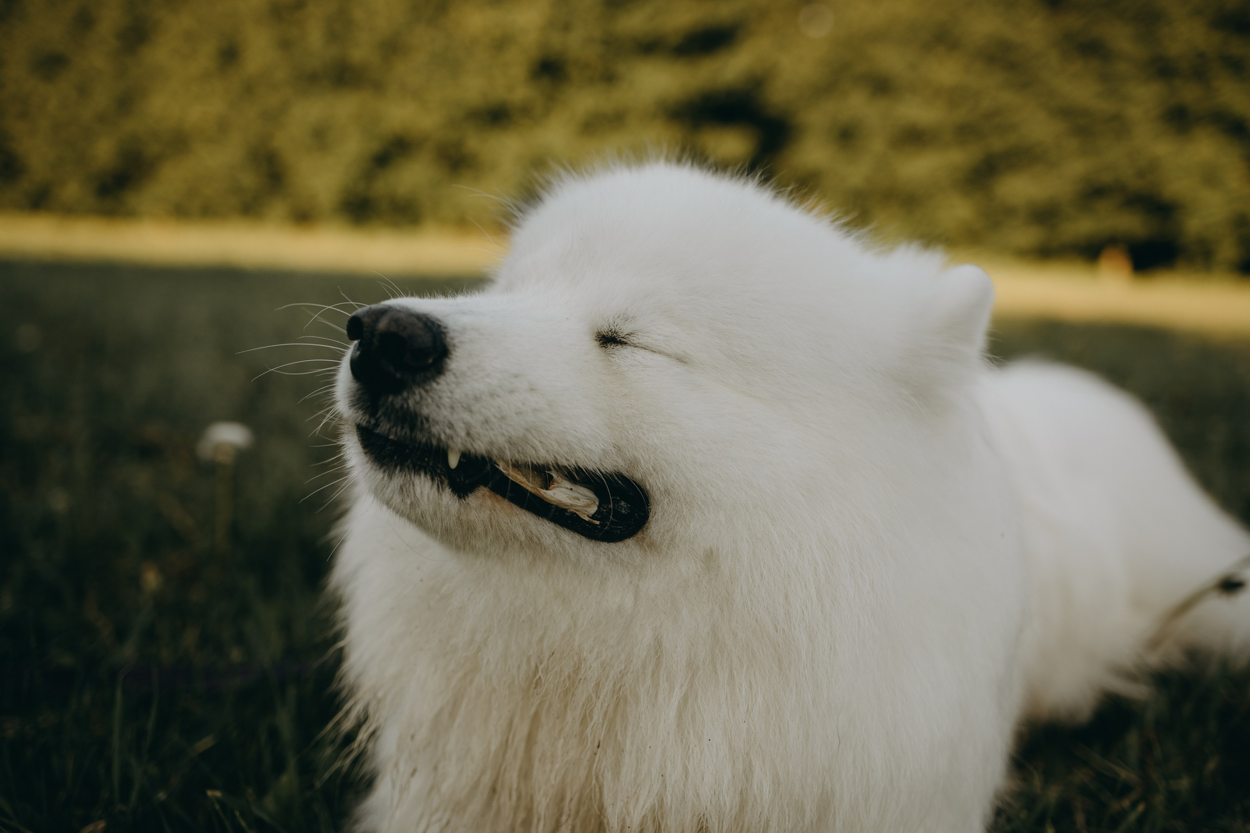Танго и его семья. Фотограф — Анималист | Санкт-Петербург