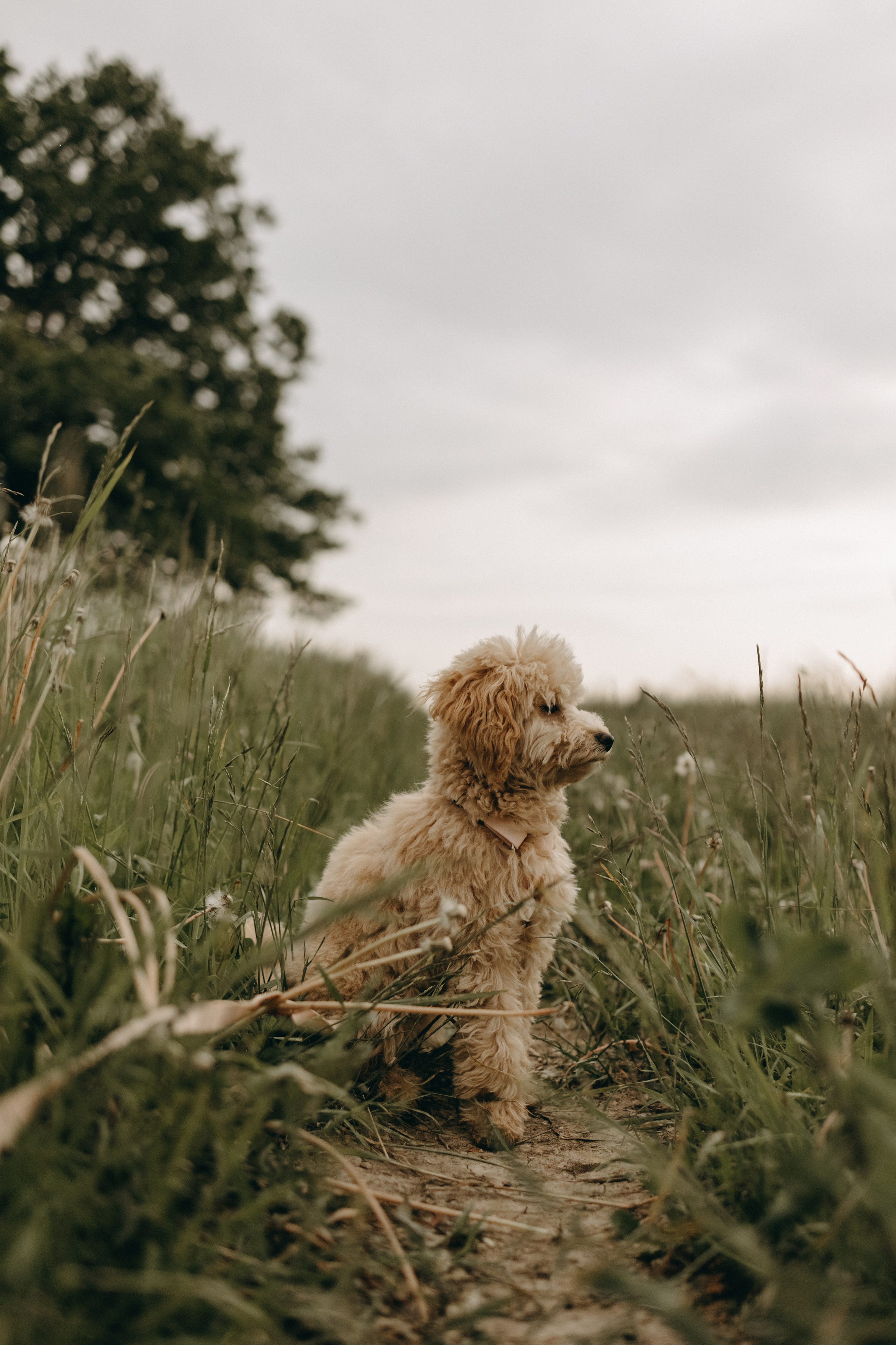 Мия и ее семья. Фотограф — Анималист | Санкт-Петербург