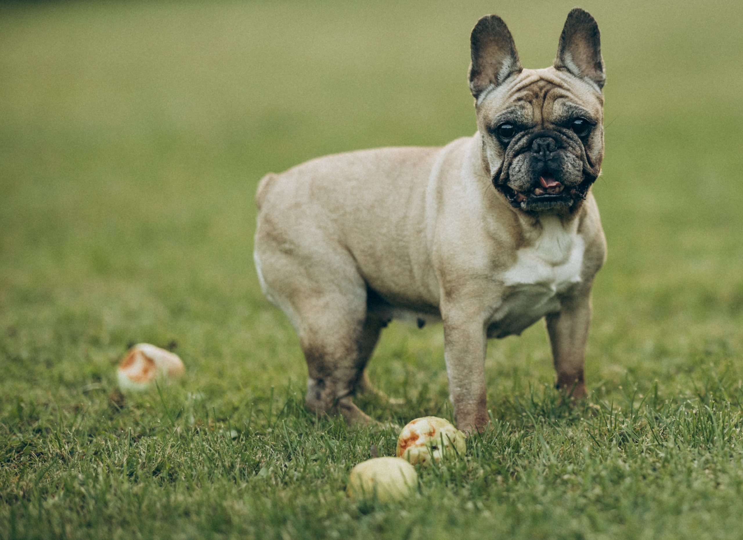 Катя и ее стая. Татьяна Афонина | Фотограф