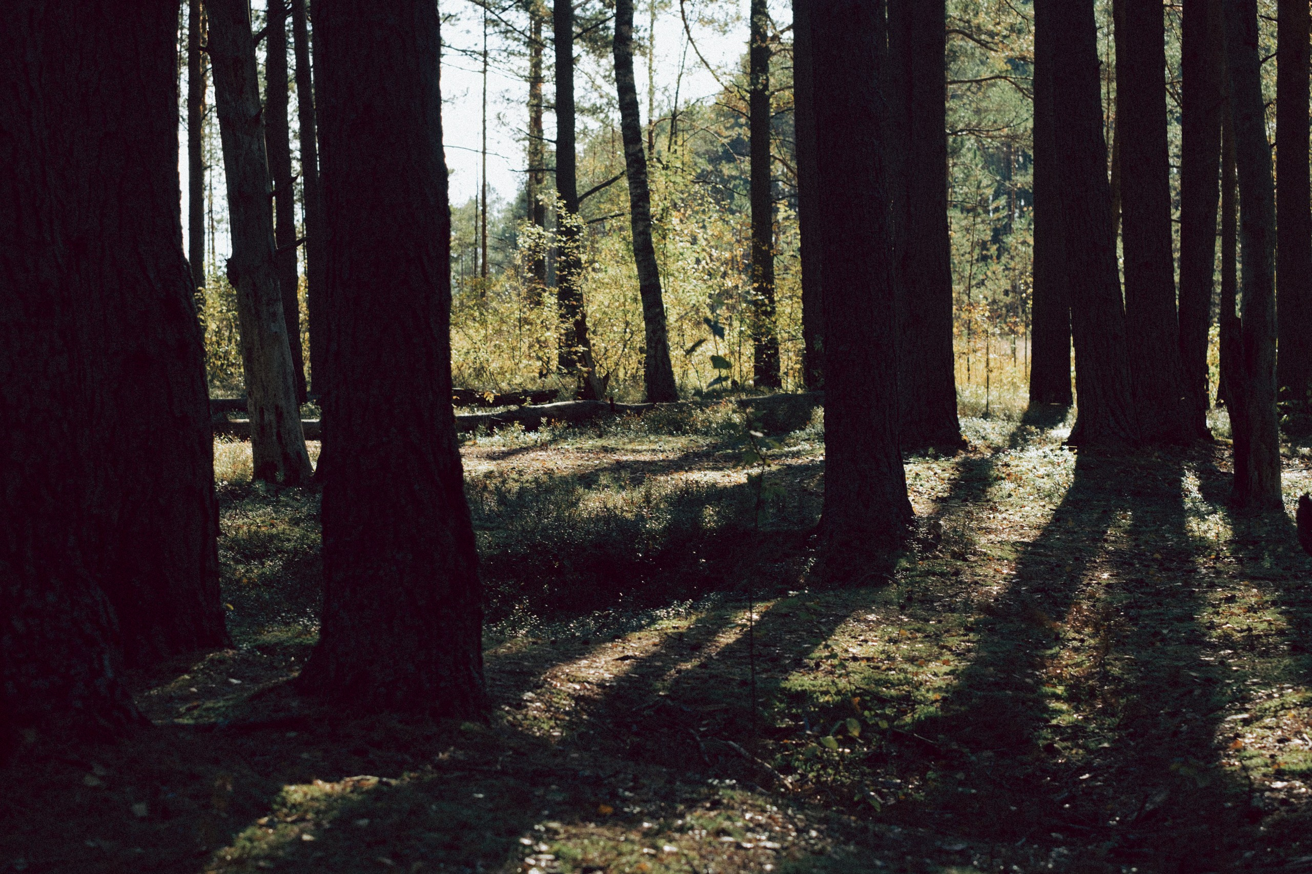 Осеняя прогулка. Профессиональный фотограф, Санкт-Петербург — Виктория Богомолова