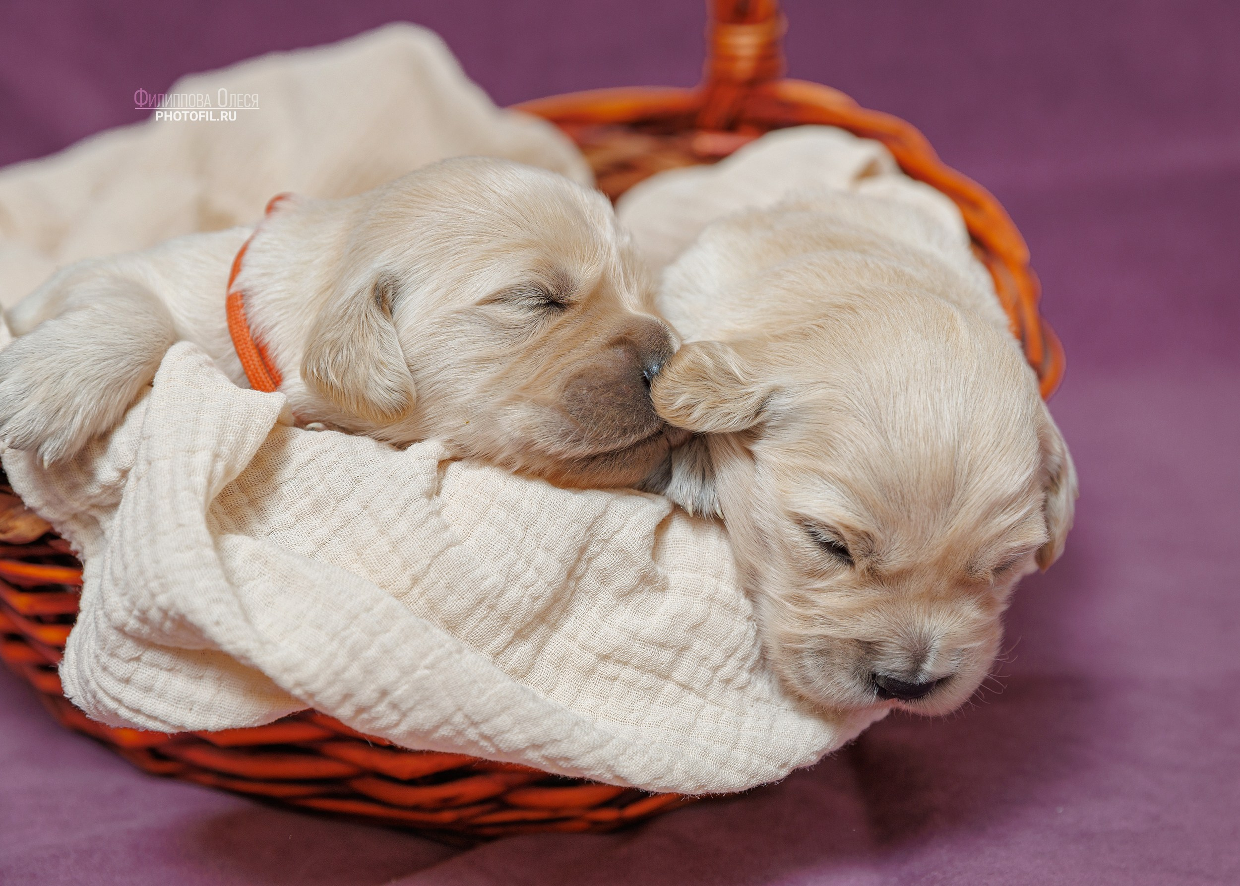 Нежные фото щенков Золотистого ретривера для питомника Aldis Zheneris. Главная