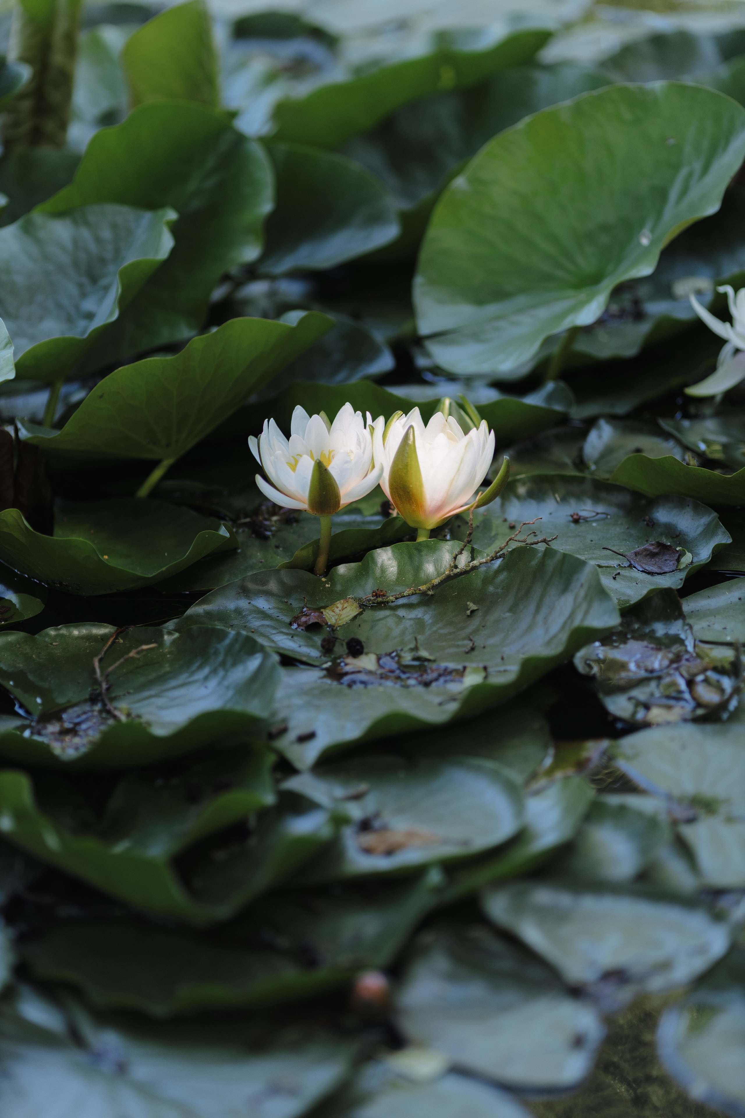Свадебная фотосъемка в «Двор Стайки»