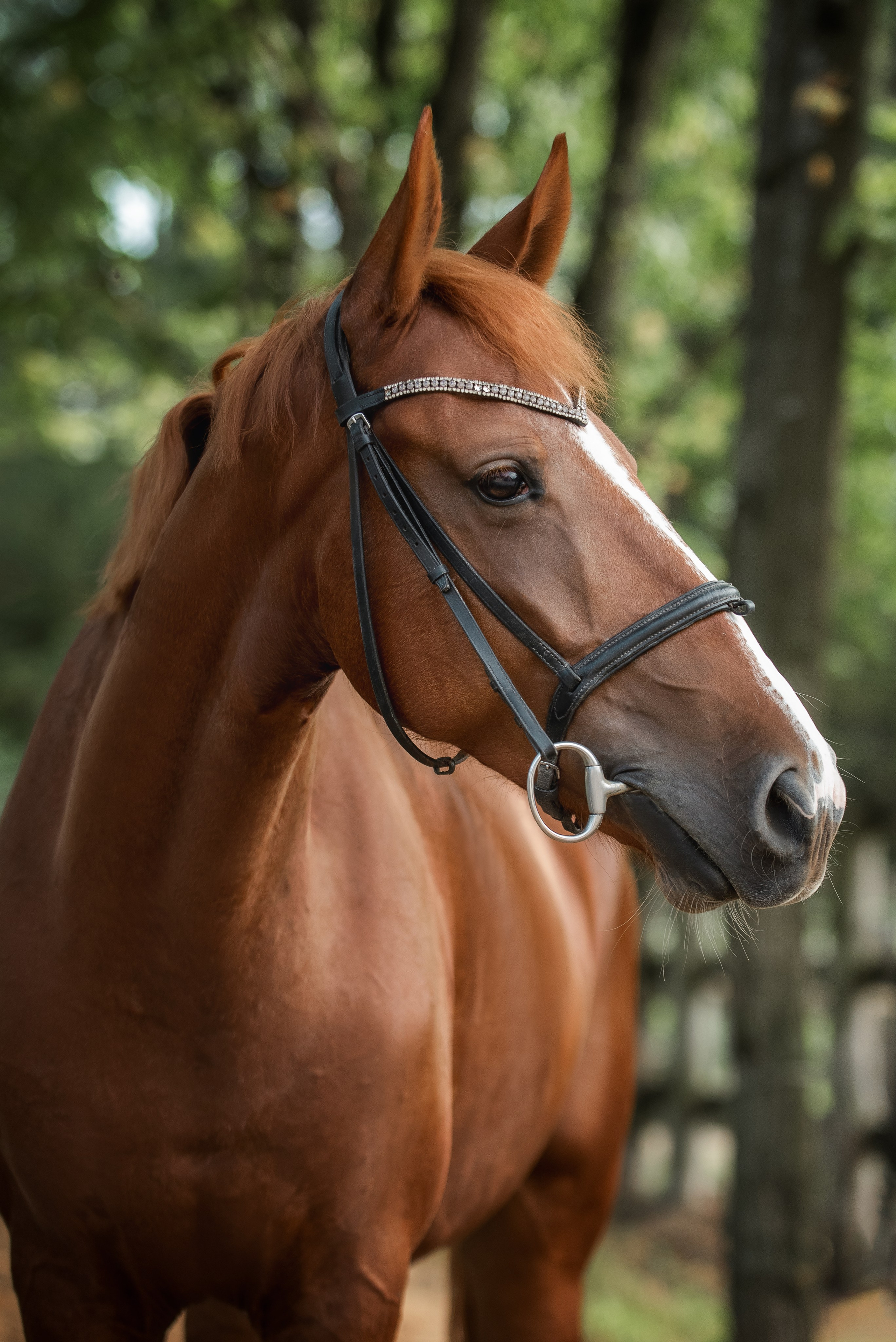Тренеры и кони КСК «АЛМАЗОВО». Конный фотограф Куракина Дарья • Фотосессии с лошадьми