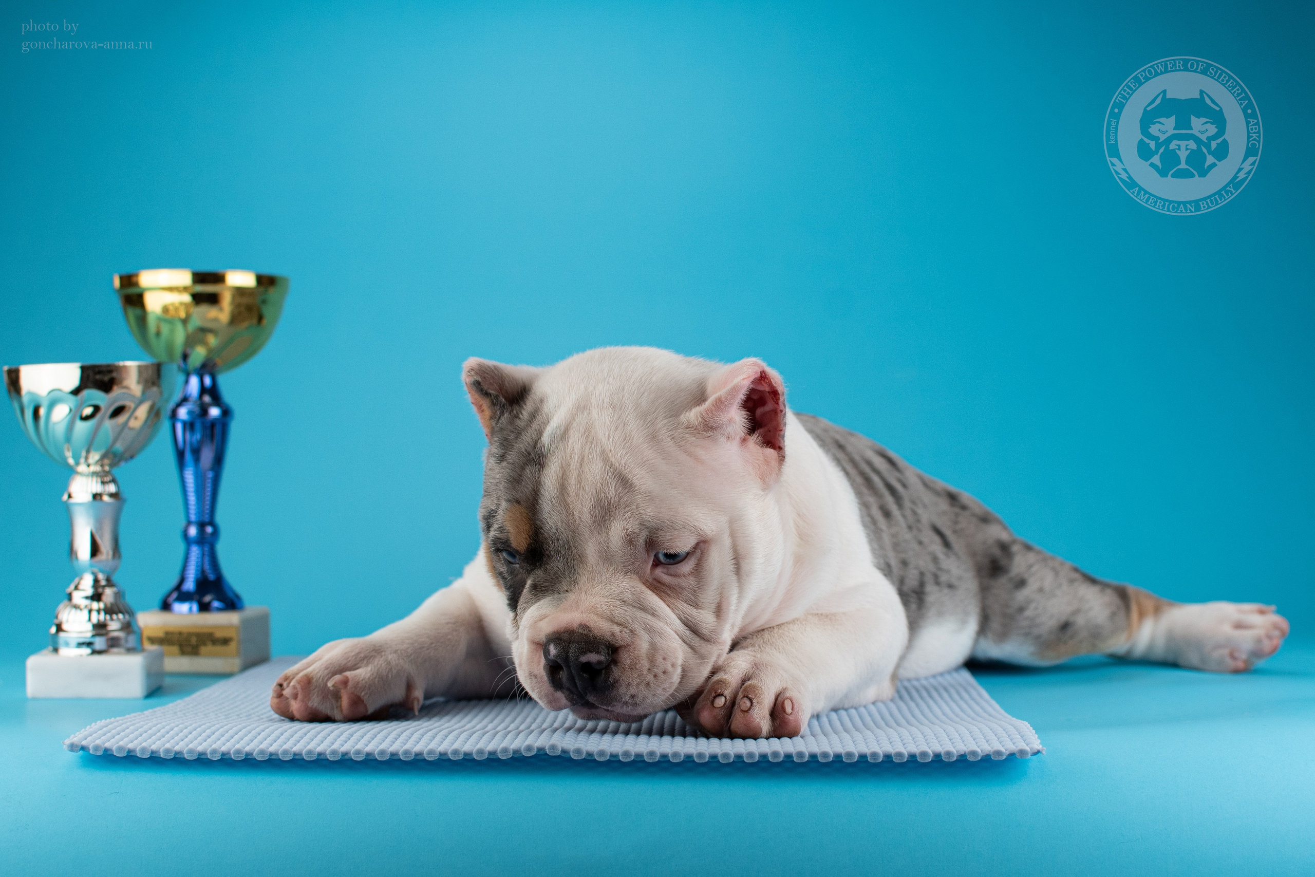 купить щенка в официальном питомнике Американских Булли в Новороссийске